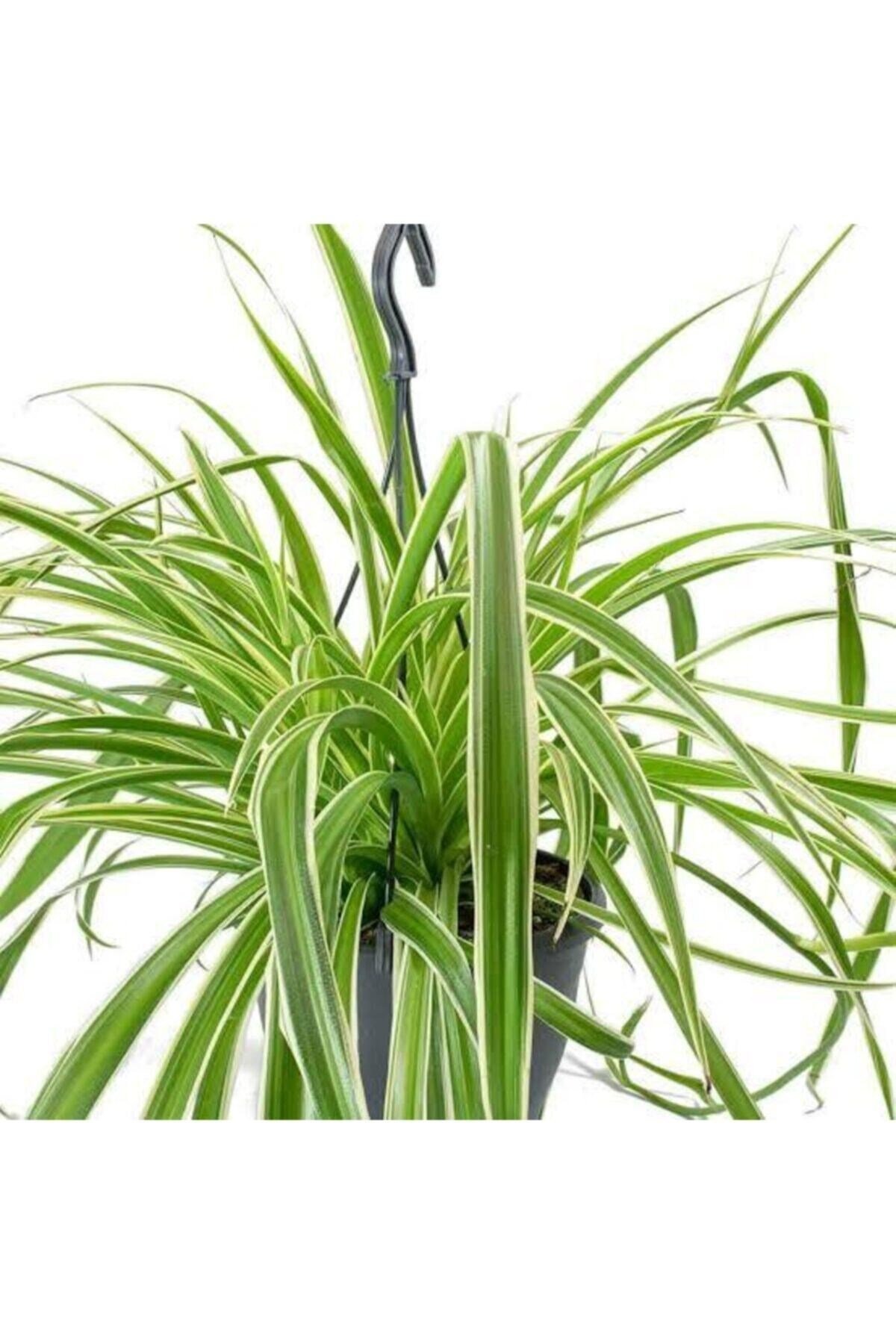 Askılı Saksıda Kurdele Çiçeği, Askıda Kurdele Çiçeği Chlorophytum Comosum