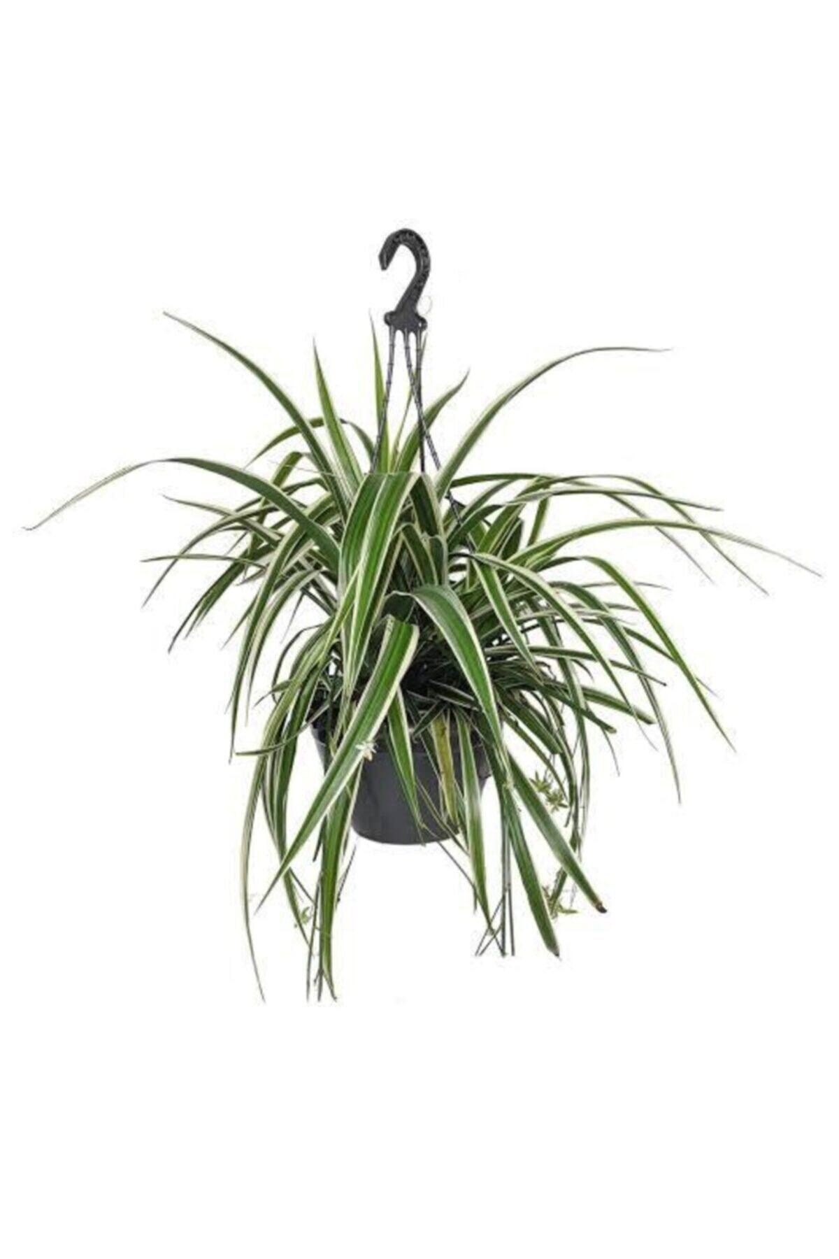 Askılı Saksıda Kurdele Çiçeği, Askıda Kurdele Çiçeği Chlorophytum Comosum