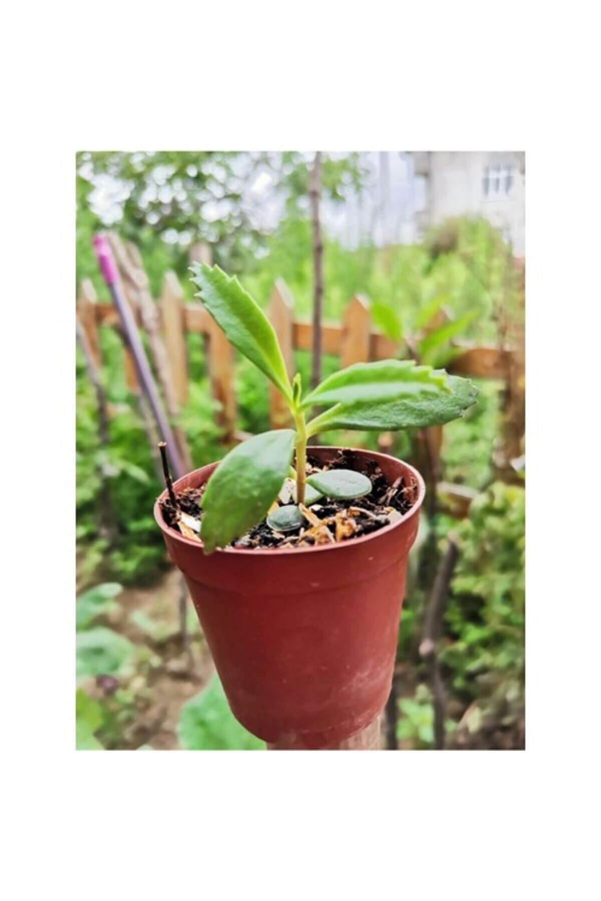 Aşkın Gözyaşı Çiçeği 10-20 cm
