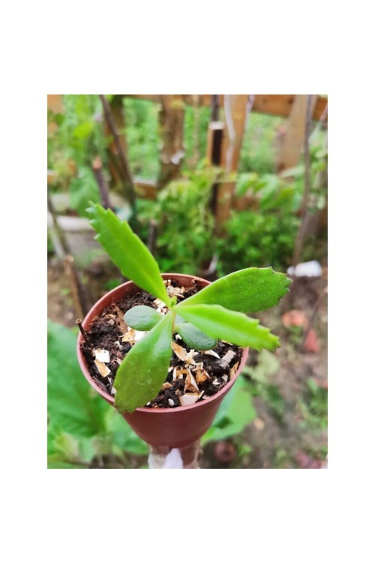 Aşkın Gözyaşı Çiçeği 10-20 cm
