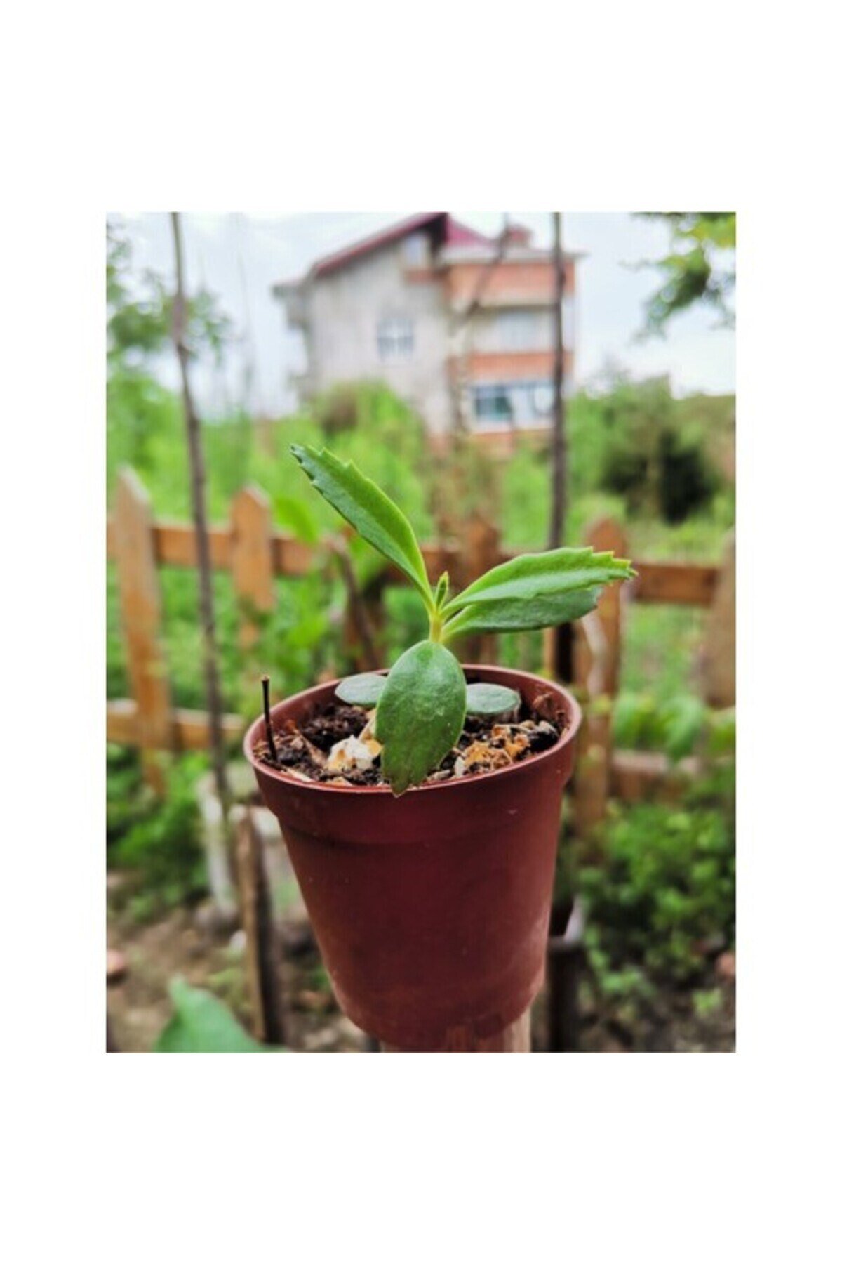Aşkın Gözyaşı Çiçeği 10-20 cm