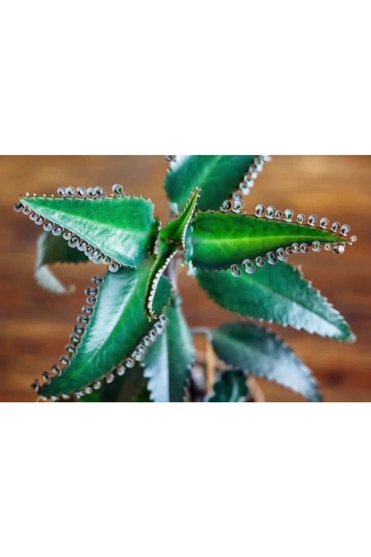 Aşkın Gözyaşı Çiçeği Fidesi ( 5 -15 Cm )