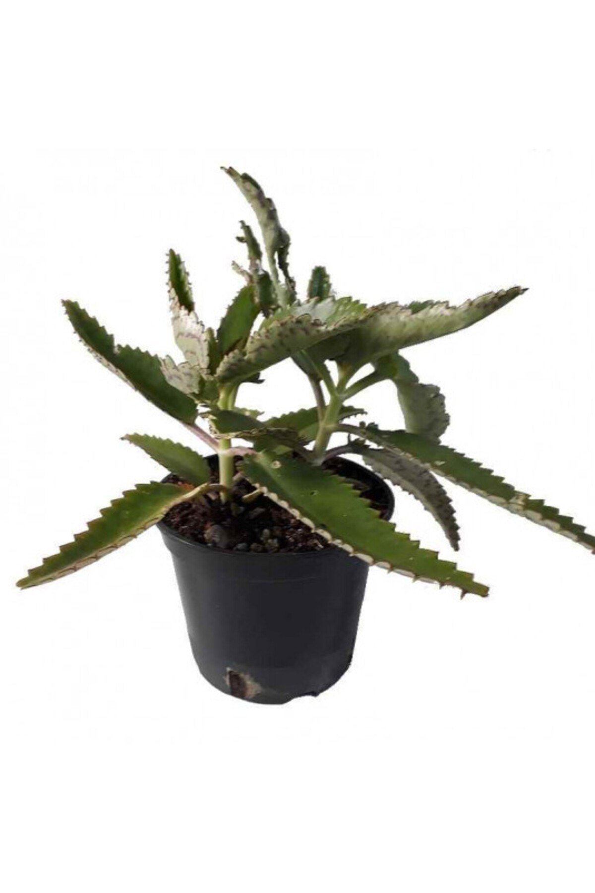 Aşkın Gözyaşı Çiçeği (kalanchoe Daigremontiana) 15 Cm