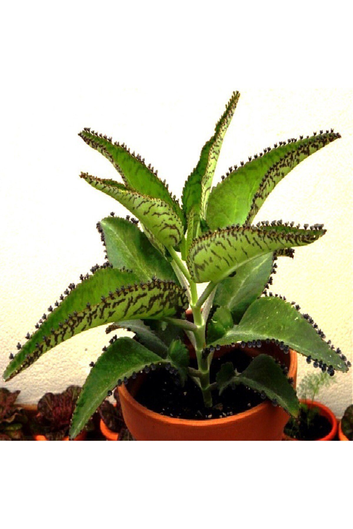 Aşkın Gözyaşı Çiçeği (kalanchoe Daigremontiana) 15 Cm