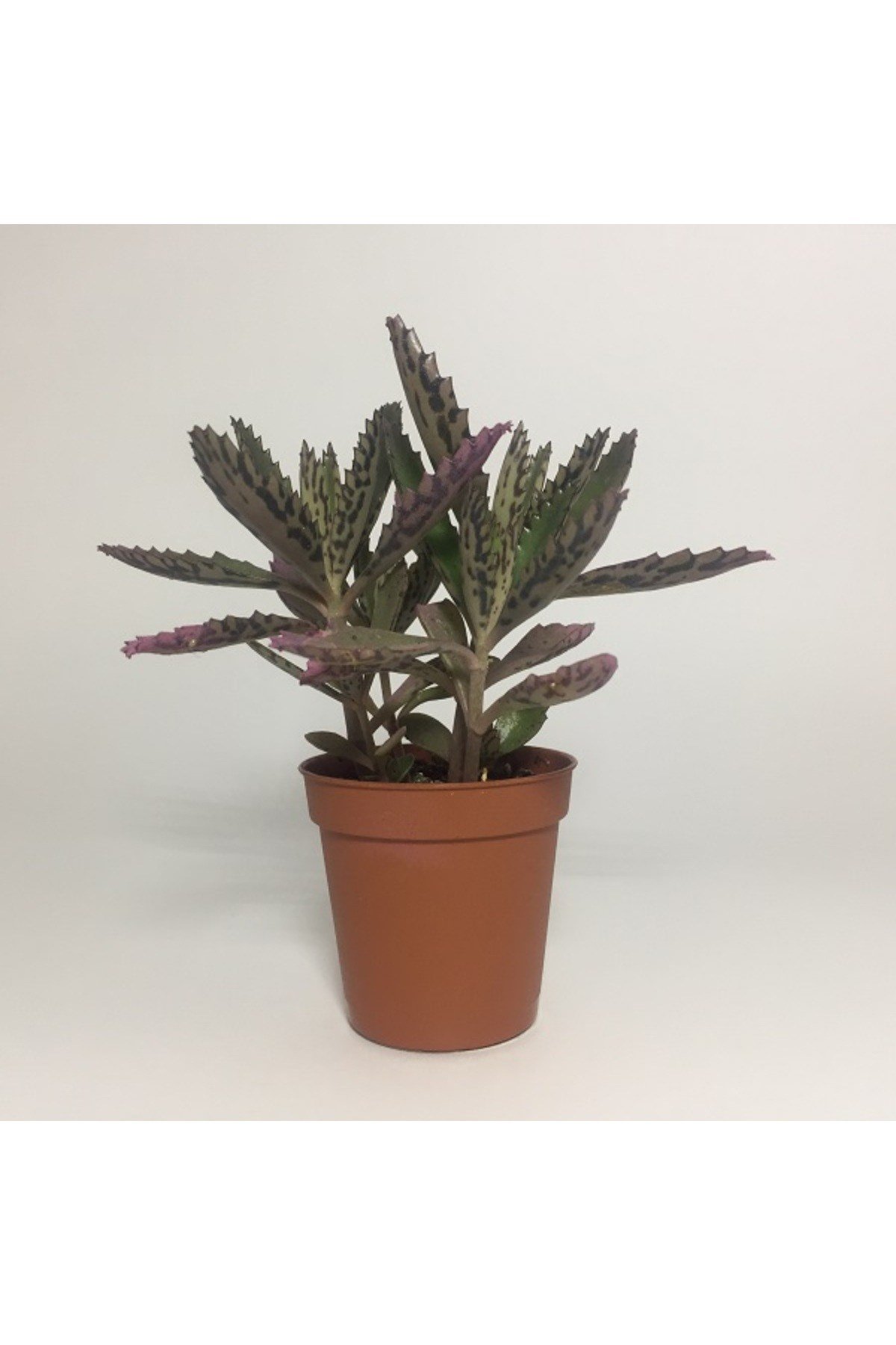 Aşkın Gözyaşı Çiçeği (kalanchoe Daigremontiana) 15 Cm