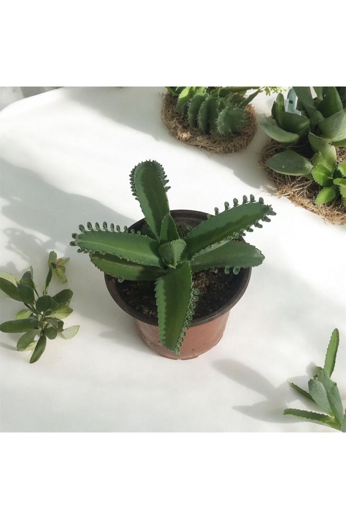 Aşkın Gözyaşı Çiçeği - (Kalanchoe Daigremontiana) Saksılı Bitki