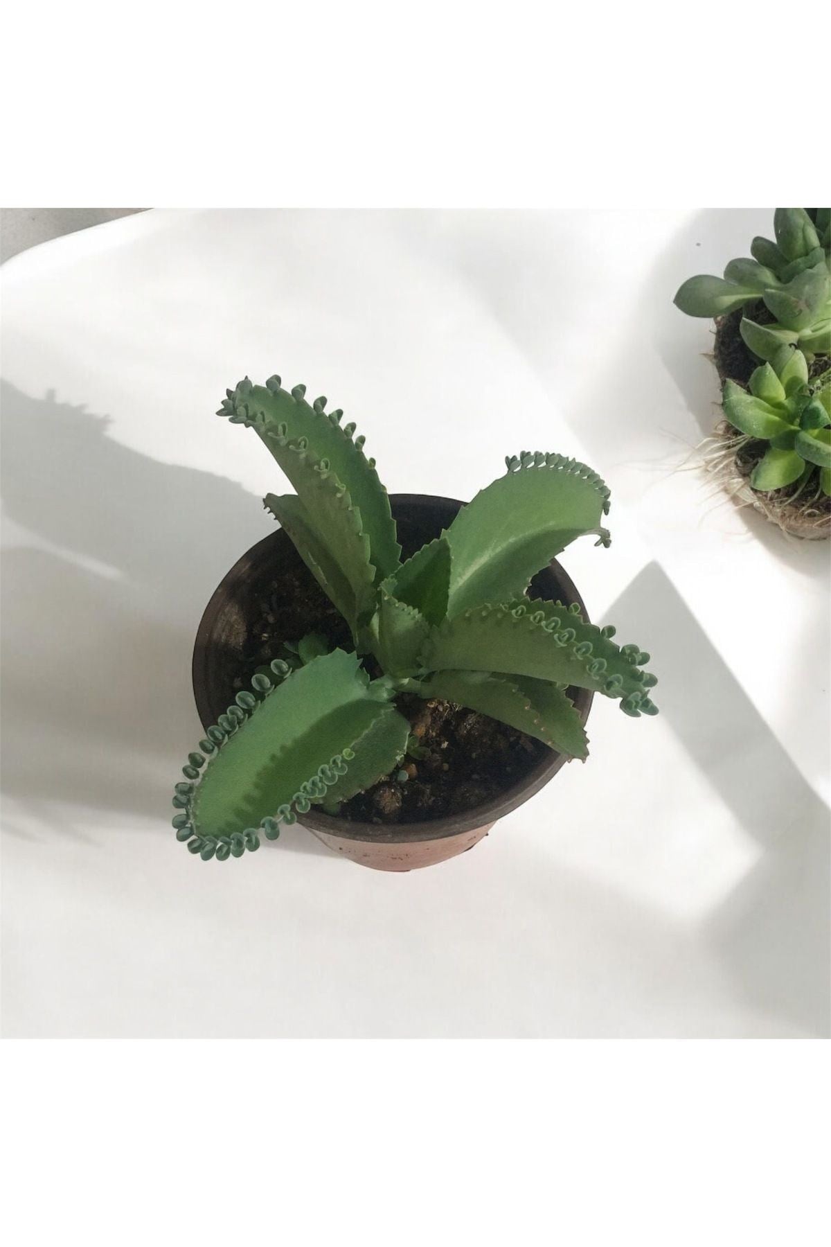 Aşkın Gözyaşı Çiçeği - (Kalanchoe Daigremontiana) Saksılı Bitki