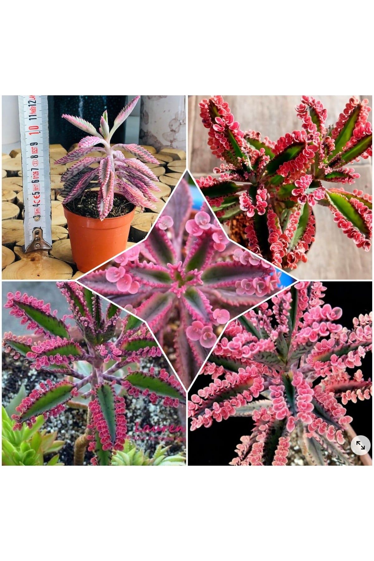 Aşkın Gözyaşı Pembe 5.828882
