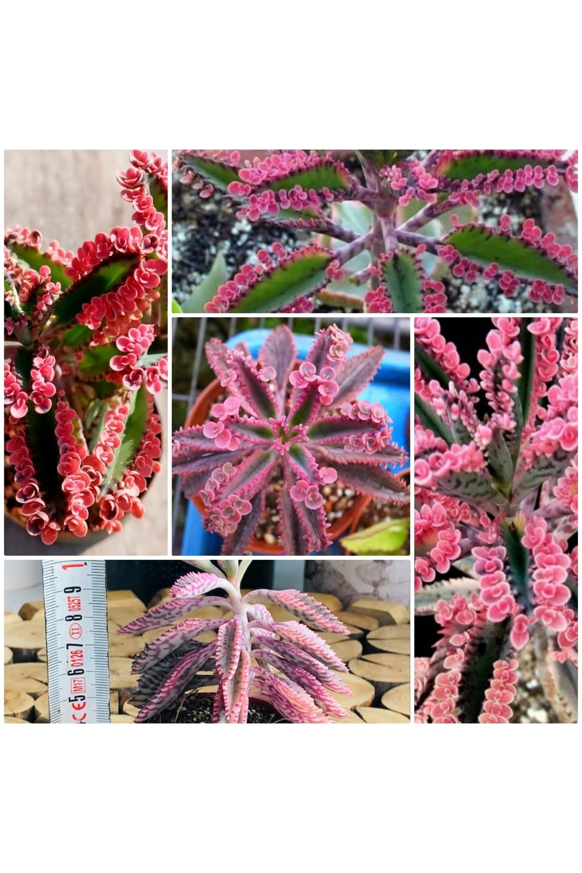 Aşkın Gözyaşı Pembe 5.82883