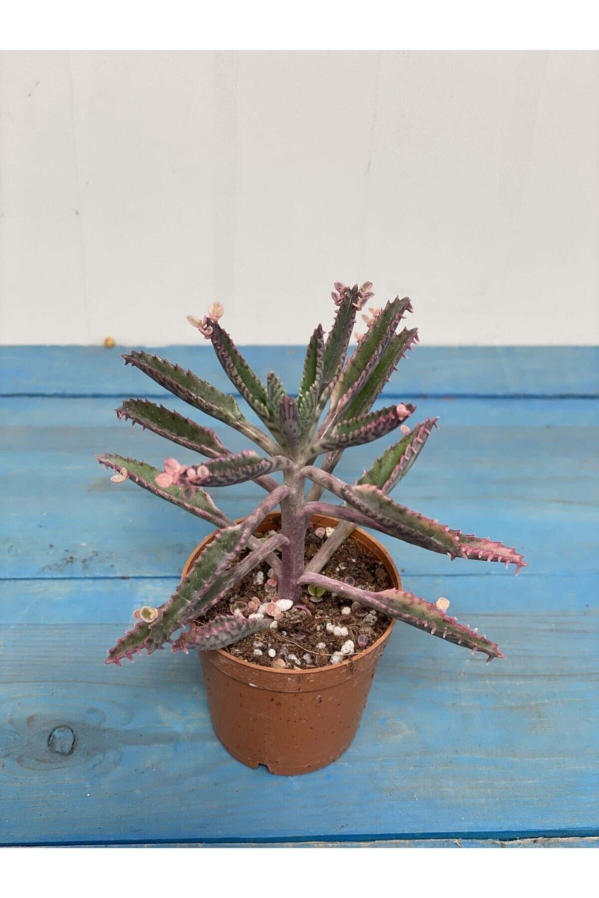 Aşkın Gözyaşı Pembe