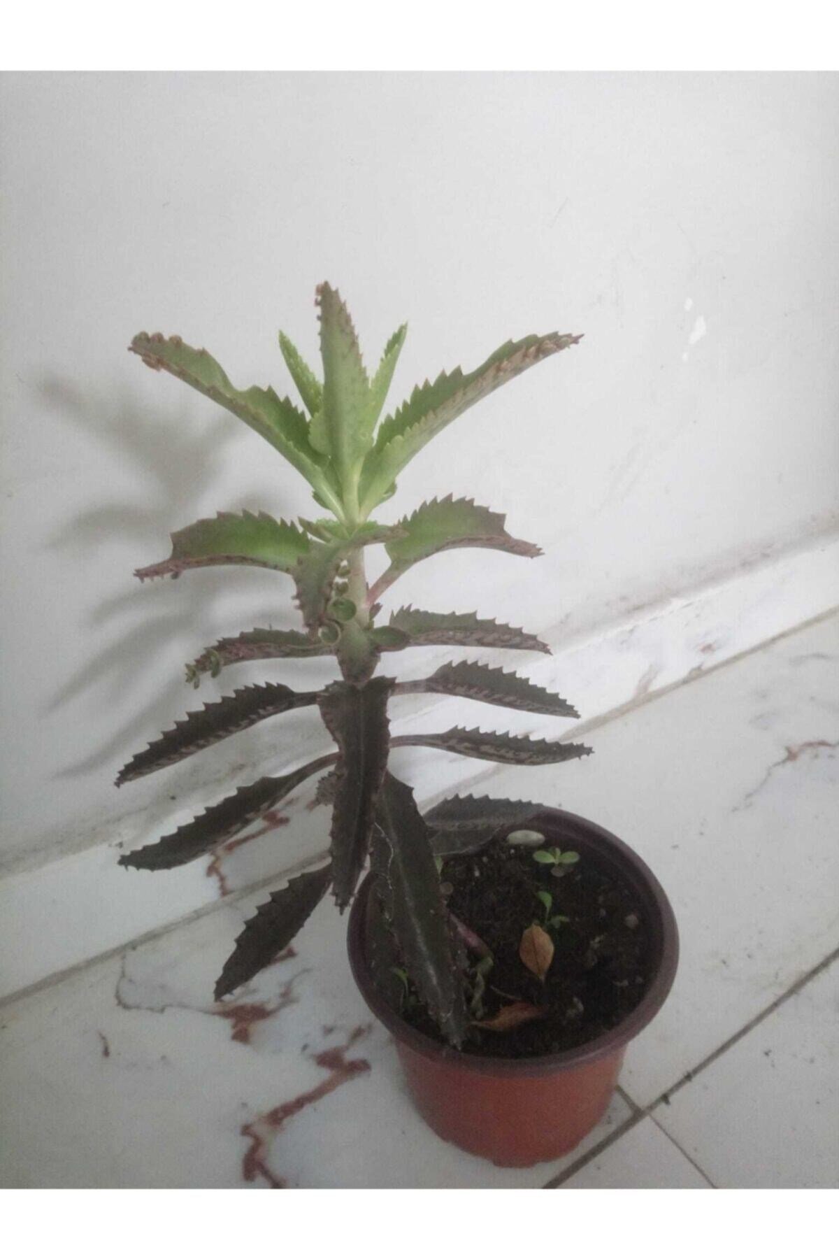 Aşkın Gözyaşları Çiçeği - Kalanchoe Daigremontiana