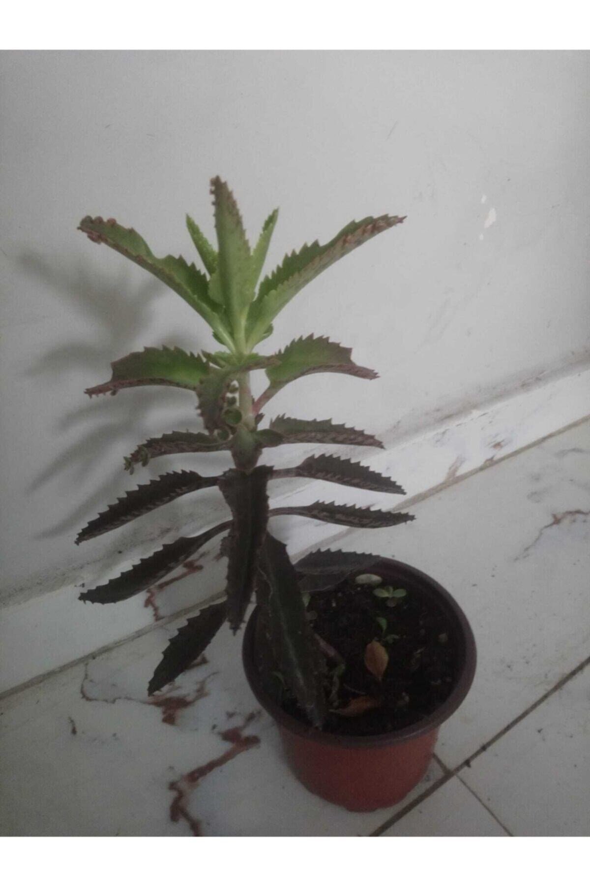 Aşkın Gözyaşları Çiçeği - Kalanchoe Daigremontiana