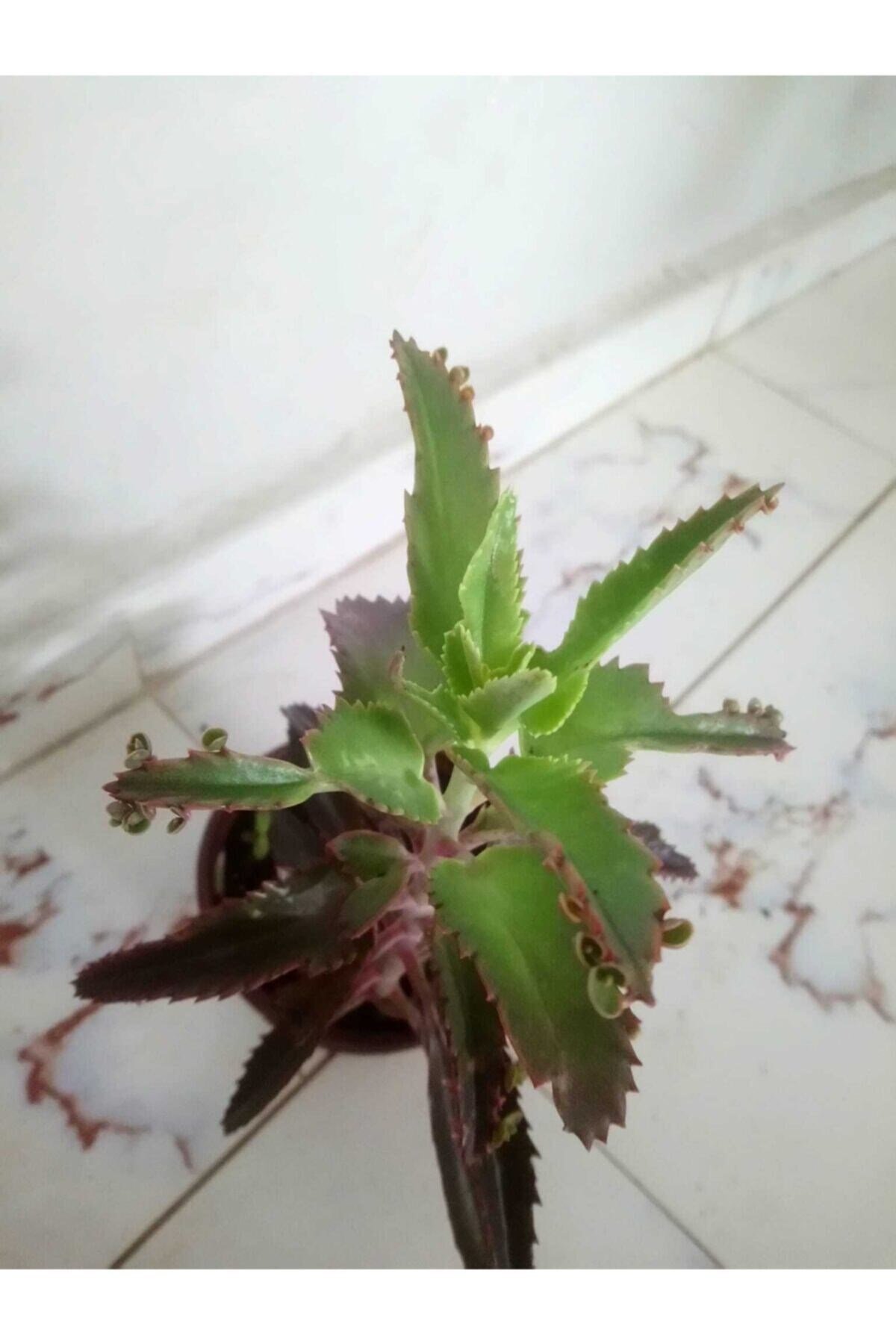Aşkın Gözyaşları Çiçeği - Kalanchoe Daigremontiana