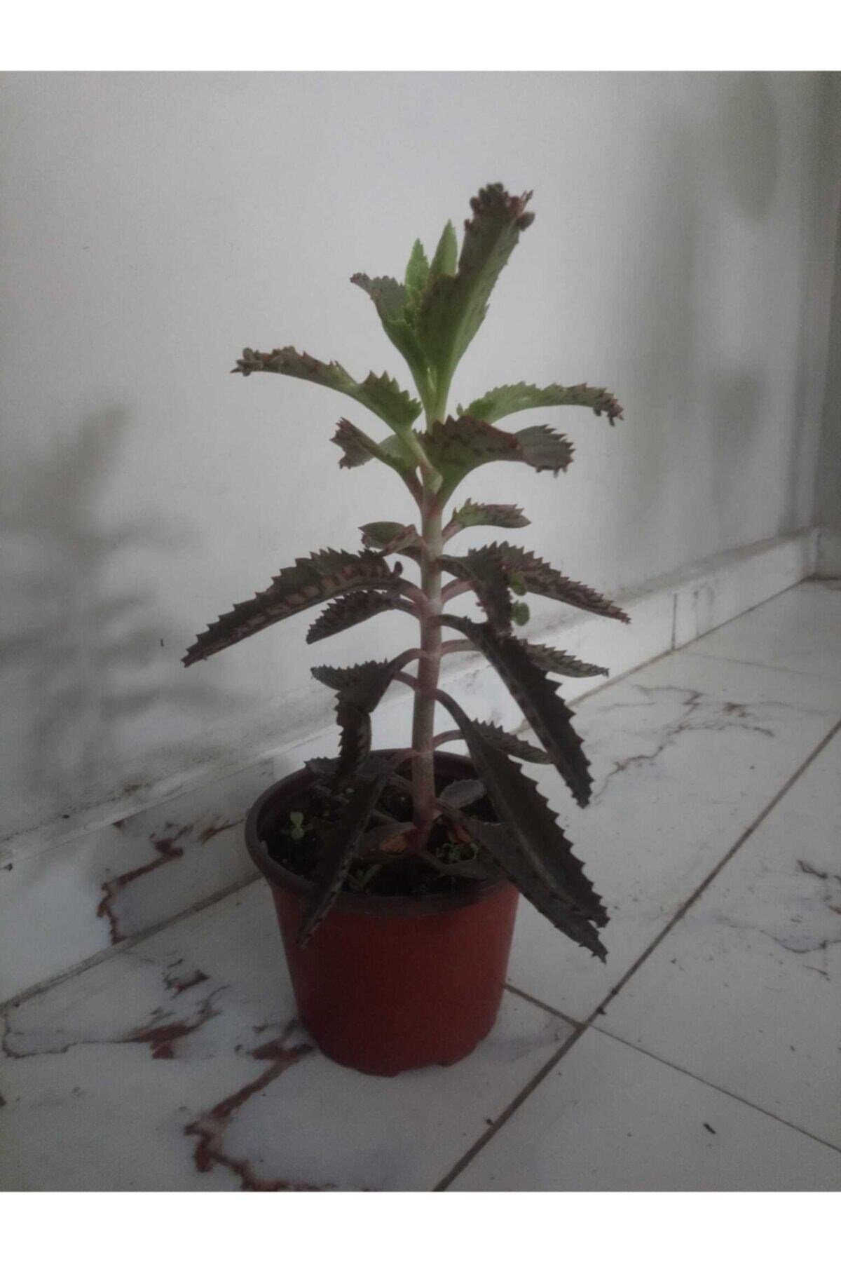 Aşkın Gözyaşları Çiçeği - Kalanchoe Daigremontiana