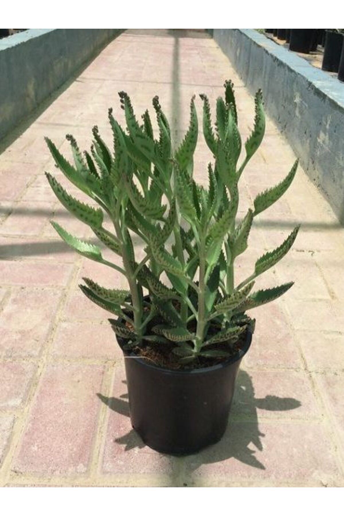 Aşkın Gözyaşları Çiçeği Kalanchoe Daigremontiana Echeveria 15-25 Cm