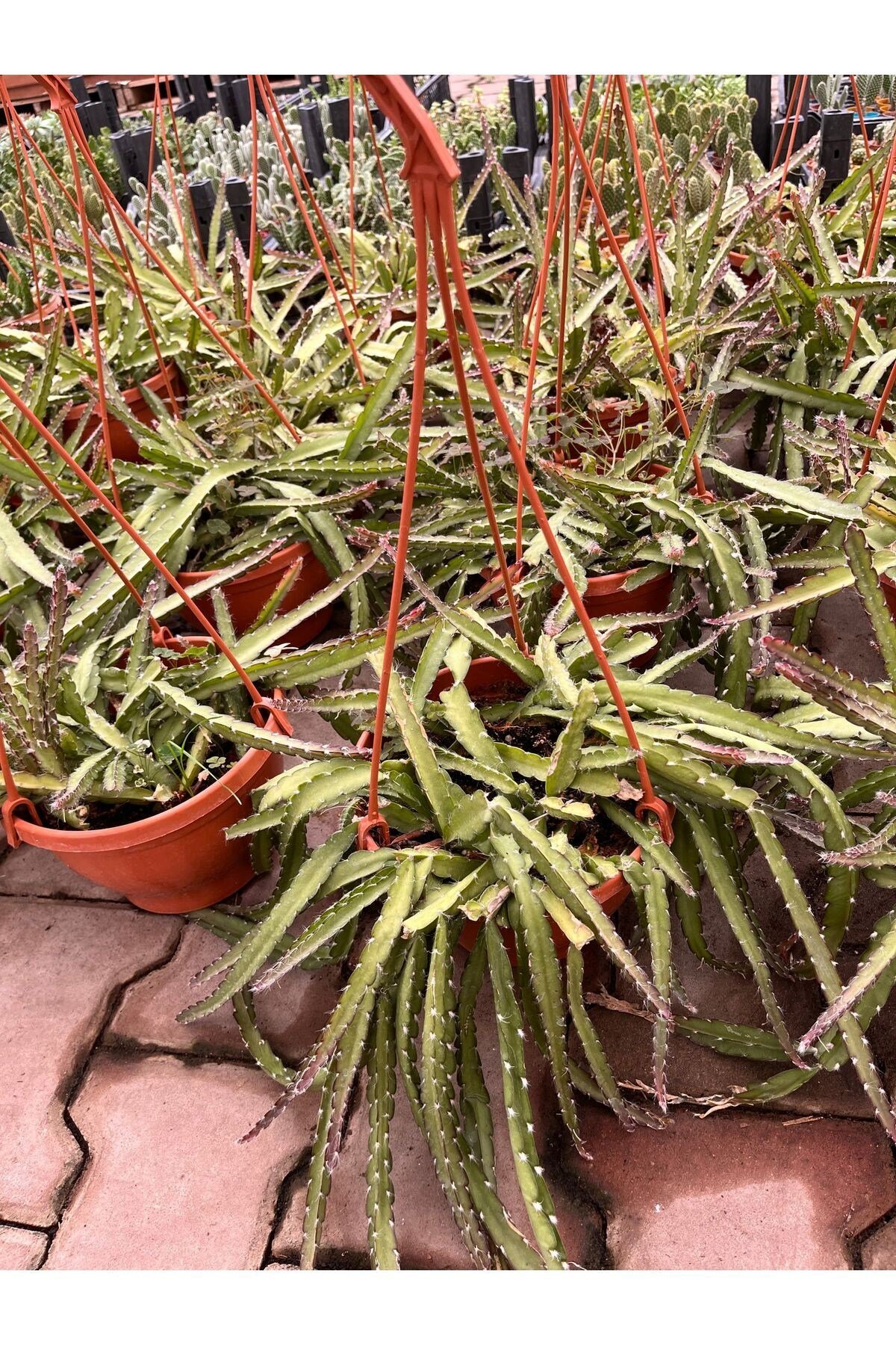 Atlas Çiçeği (Epiphyllum) askılı saksı