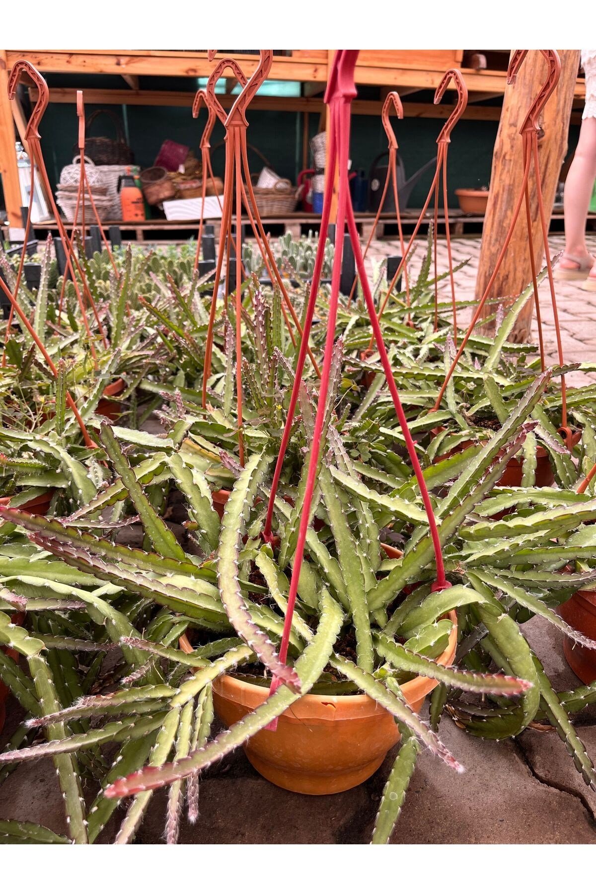 Atlas Çiçeği (Epiphyllum) askılı saksı