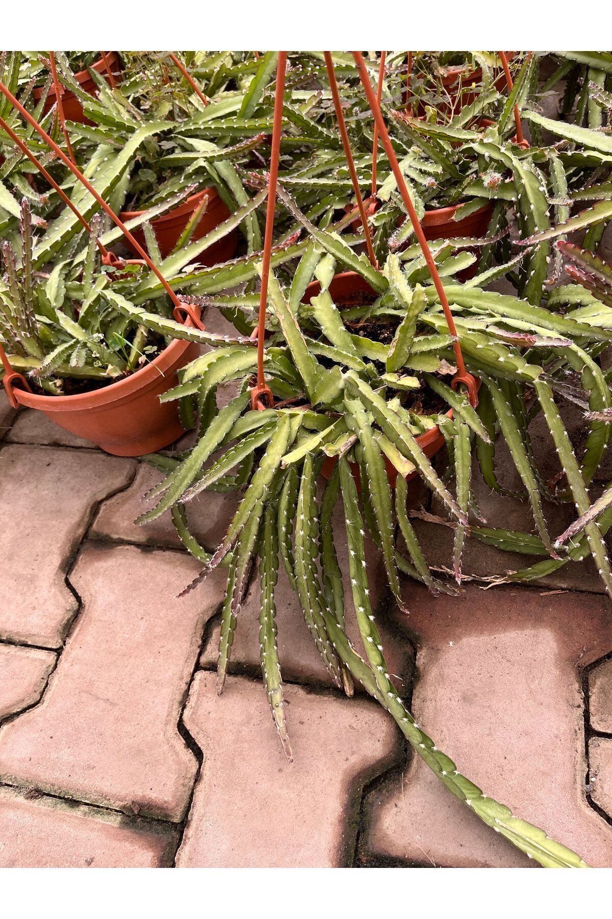 Atlas Çiçeği (Epiphyllum) askılı saksı