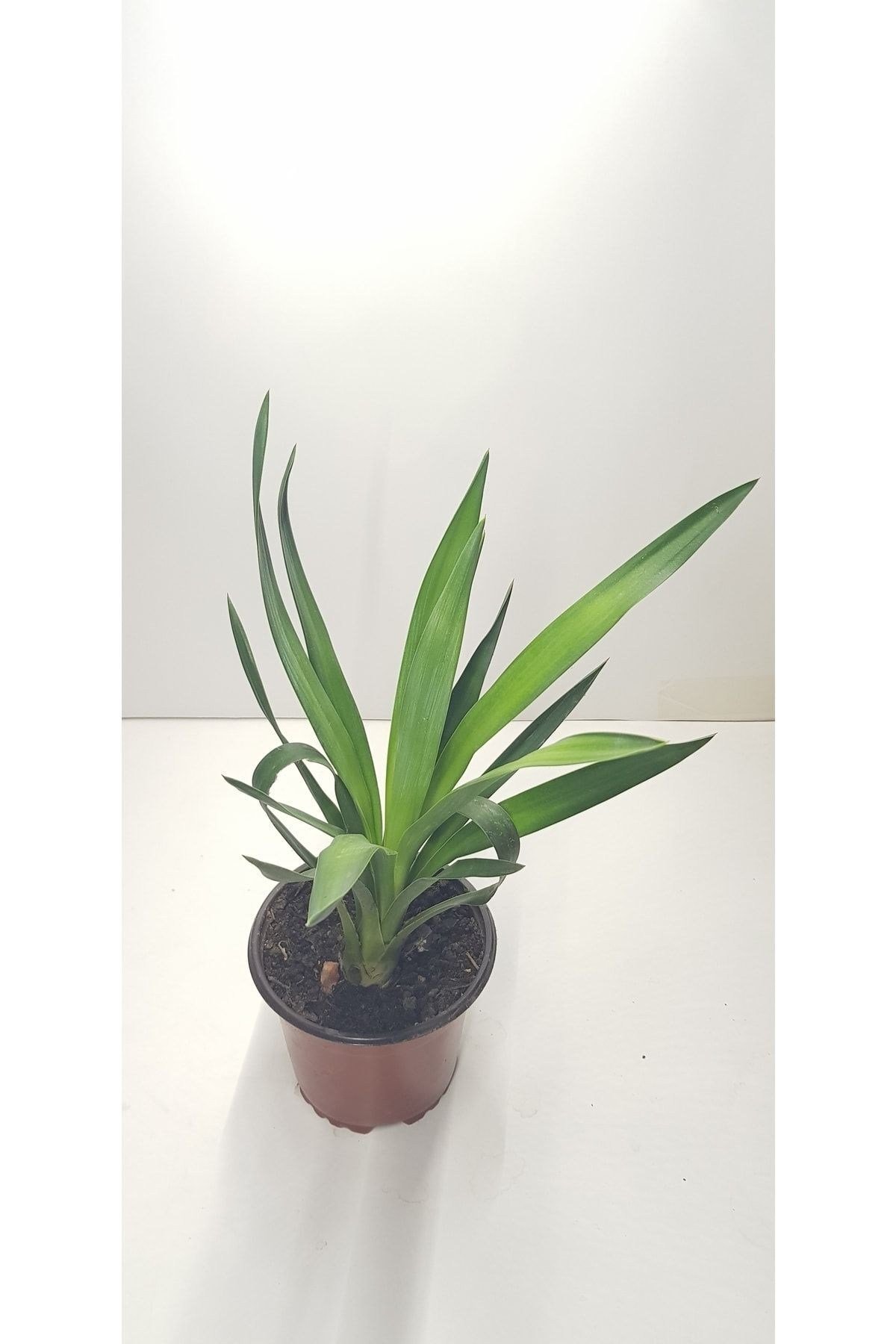 Avize Çiçeği 30-40 Cm (YUCCA FİLAMENTOSA)