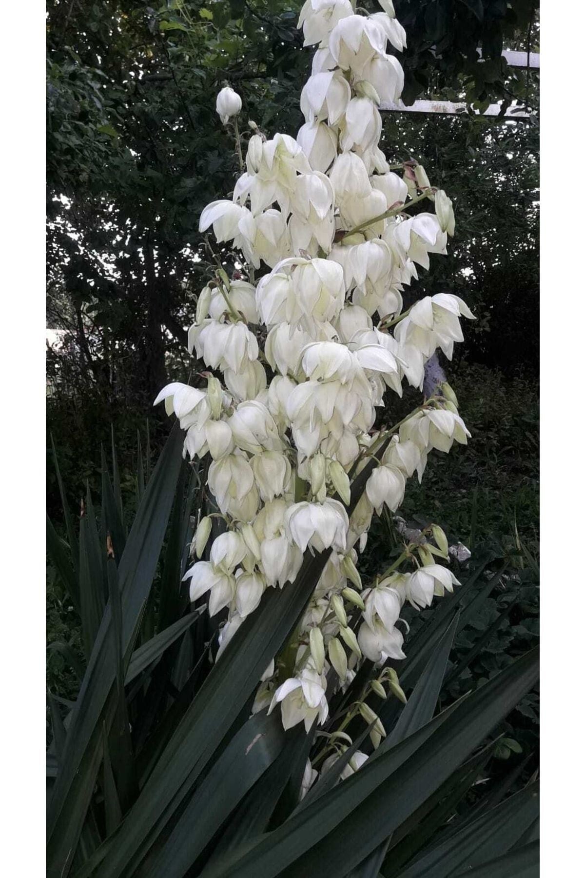Avize Çiçeği 30-40 Cm (YUCCA FİLAMENTOSA)