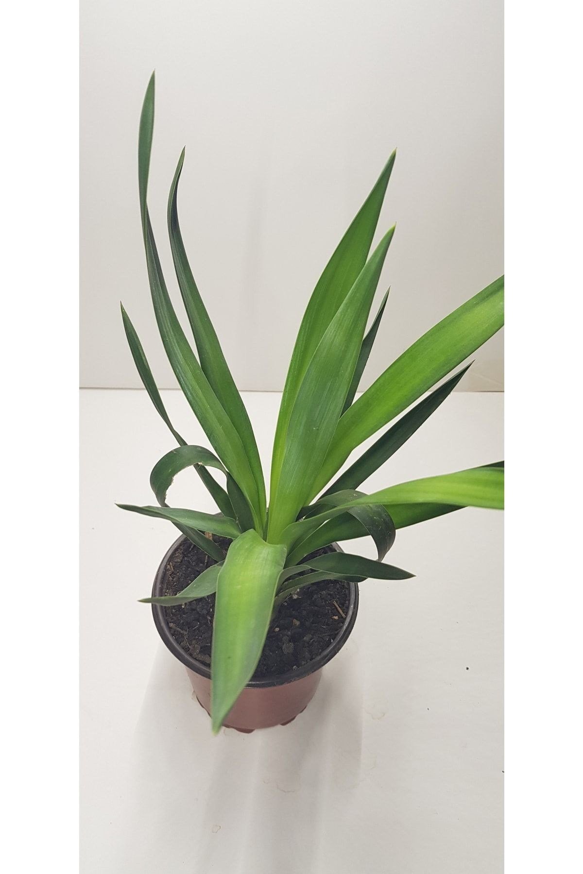 Avize Çiçeği 30-40 Cm (YUCCA FİLAMENTOSA)