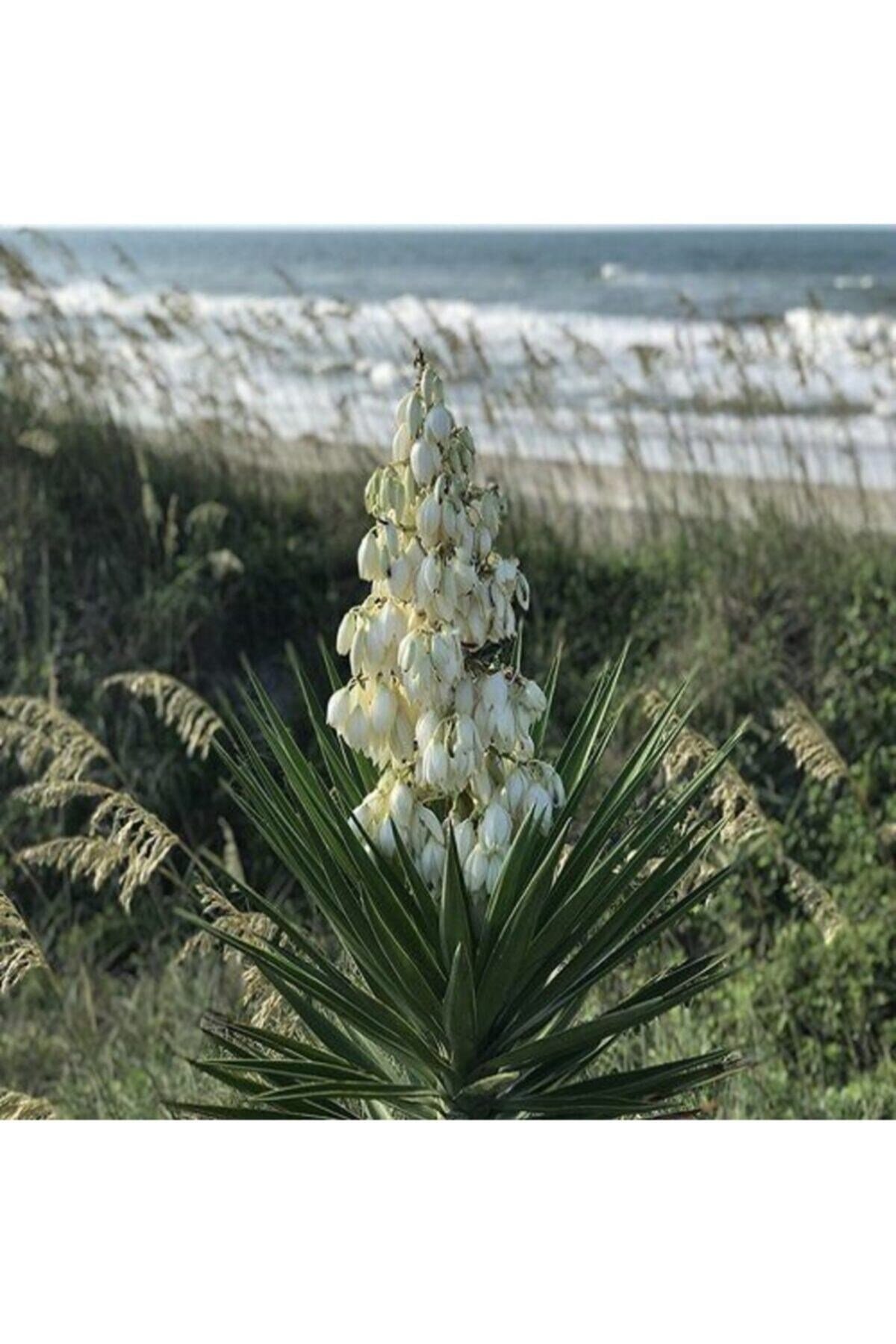 Avize Çiçeği Yucca Filamentosa
