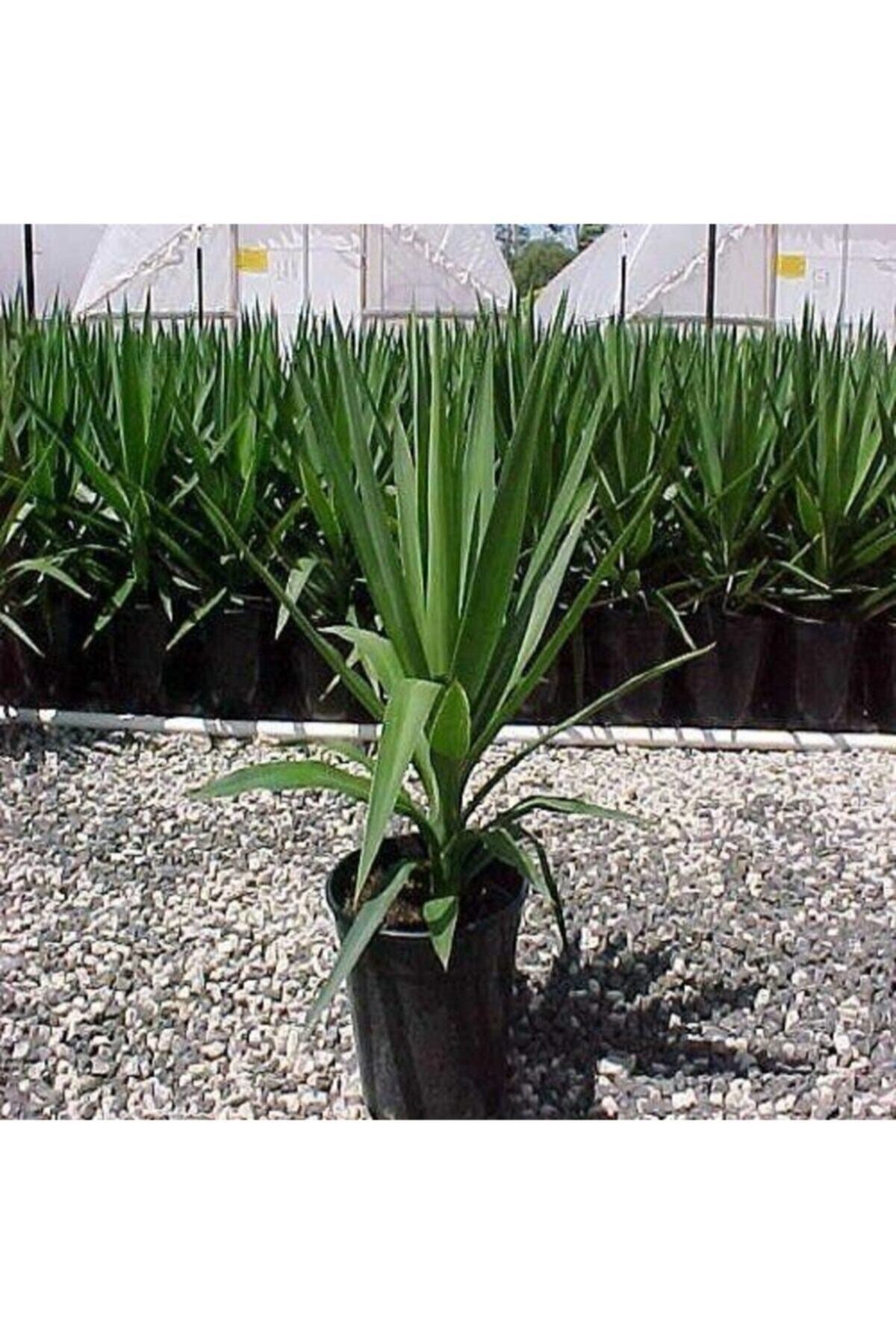 Avize Çiçeği Yucca Filamentosa