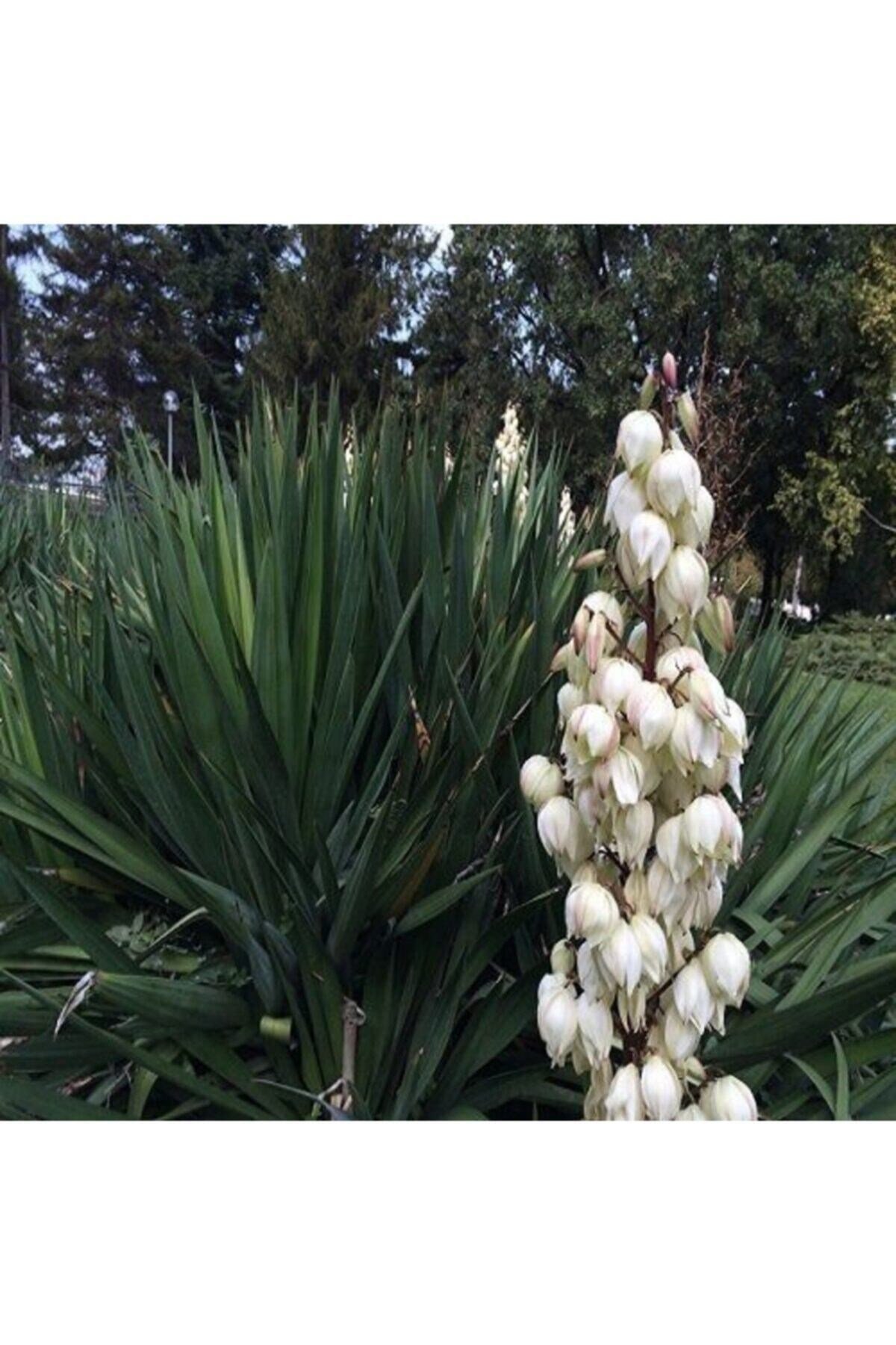 Avize Çiçeği Yucca Filamentosa