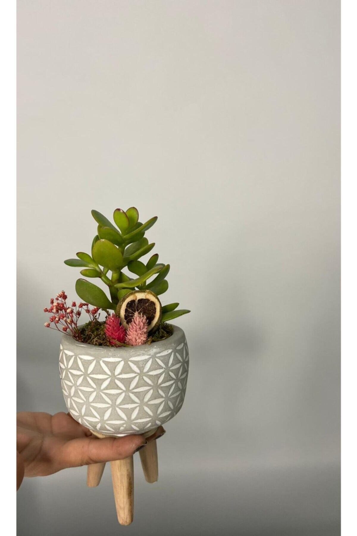 Ayaklı Saksıda Crassula Tasarım - Para Çiçeği