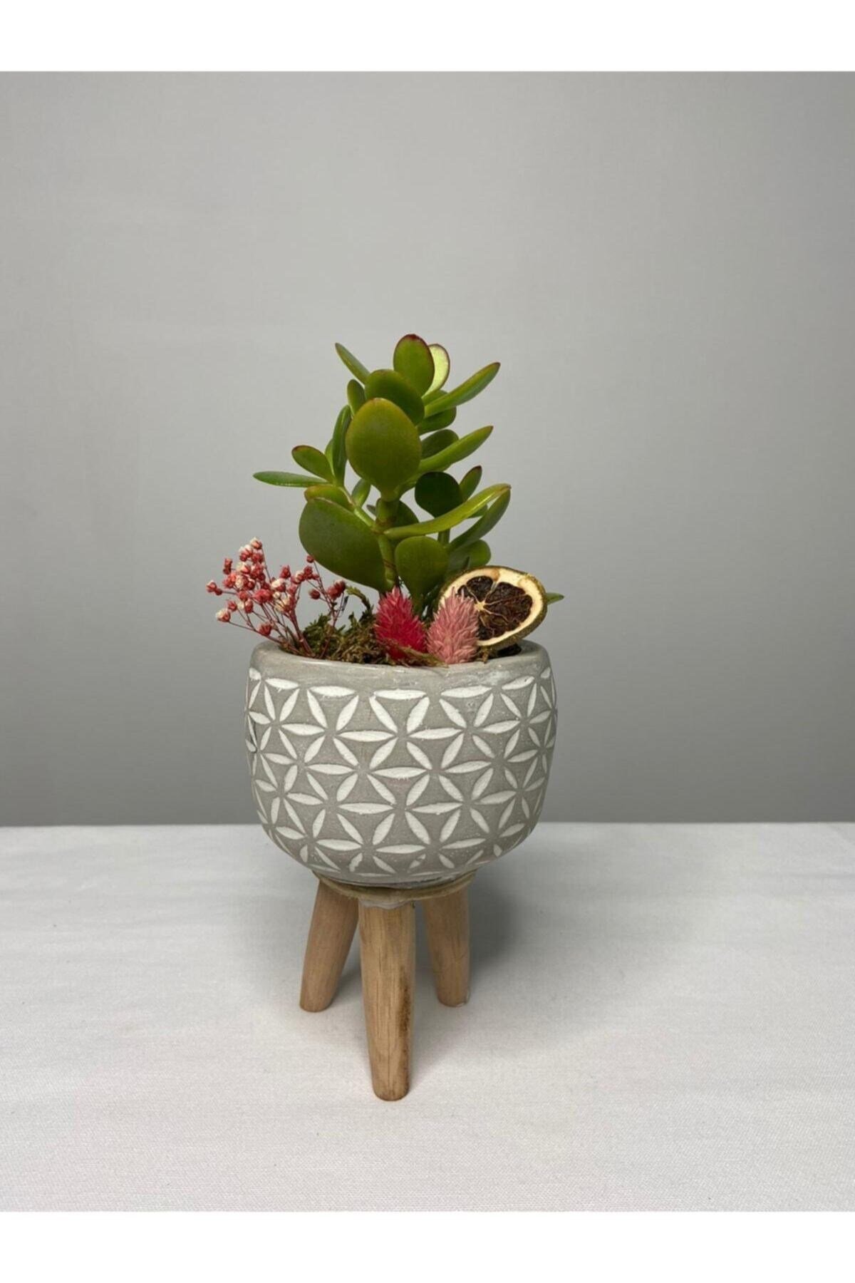 Ayaklı Saksıda Crassula Tasarım - Para Çiçeği