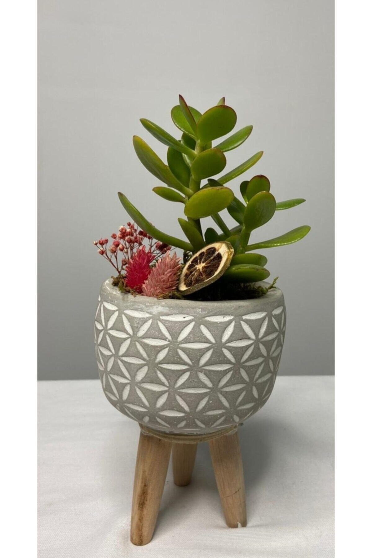 Ayaklı Saksıda Crassula Tasarım - Para Çiçeği