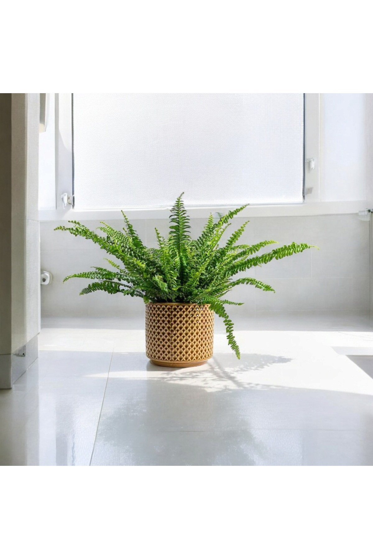 Banyo bitkisi aşk merdiveni dekoratif saksıda