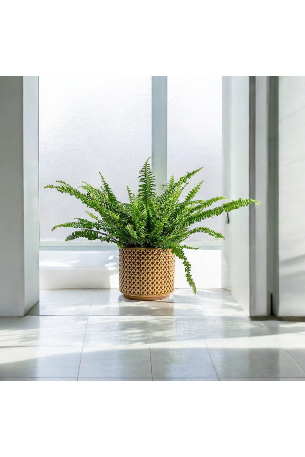 Banyo bitkisi aşk merdiveni dekoratif saksıda