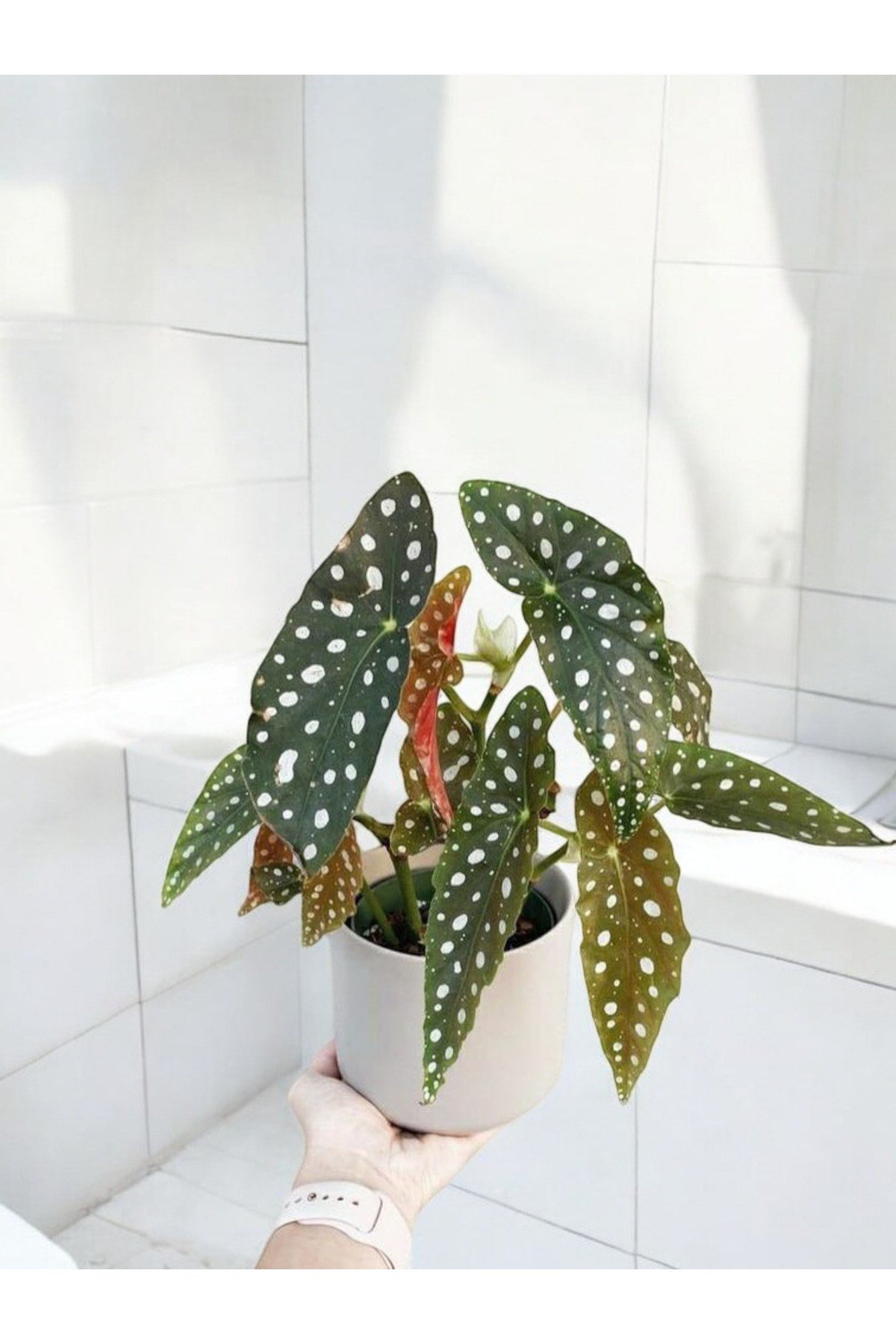 Banyo bitkisi çilli begonya dekoratif saksıda