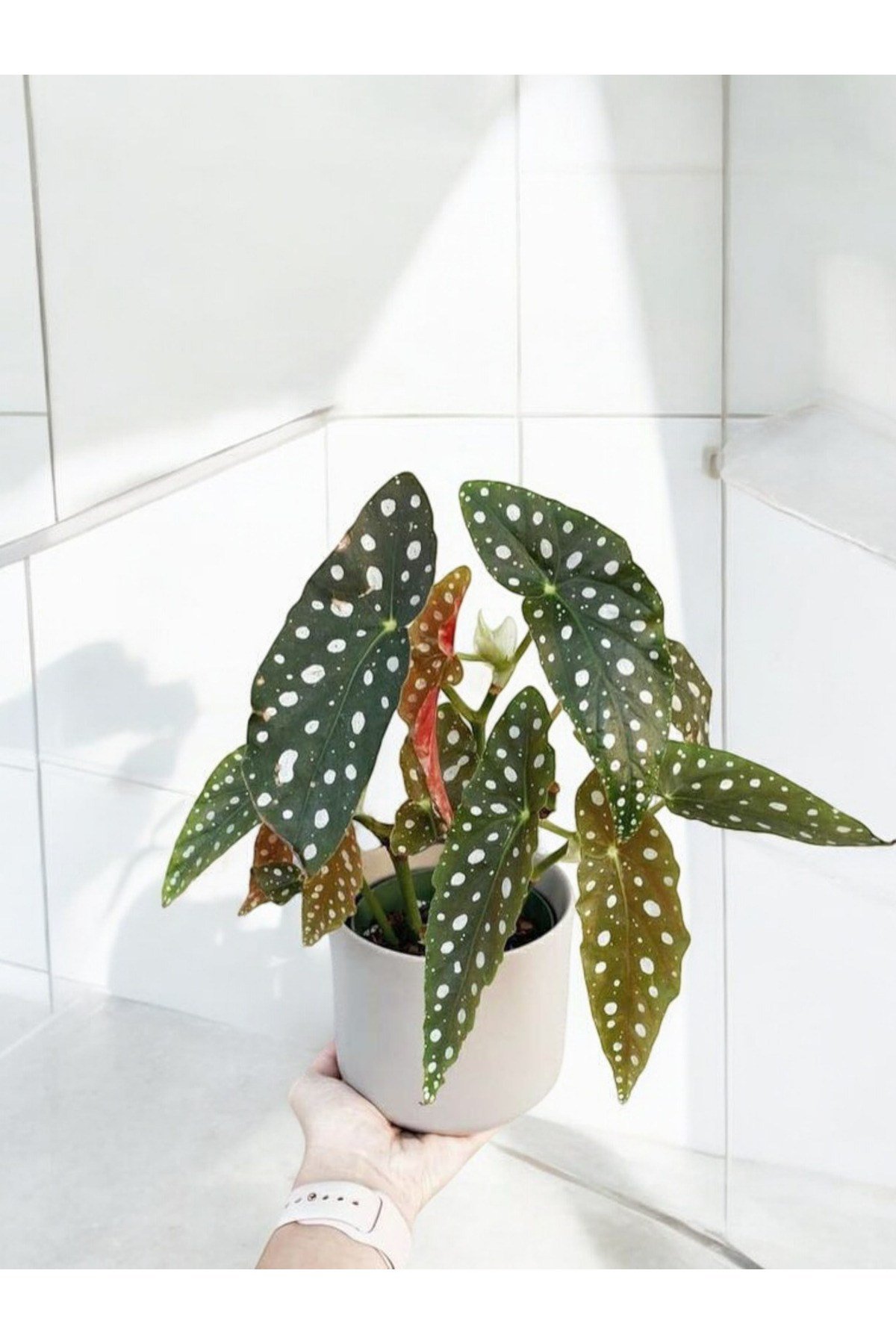 Banyo bitkisi çilli begonya dekoratif saksıda