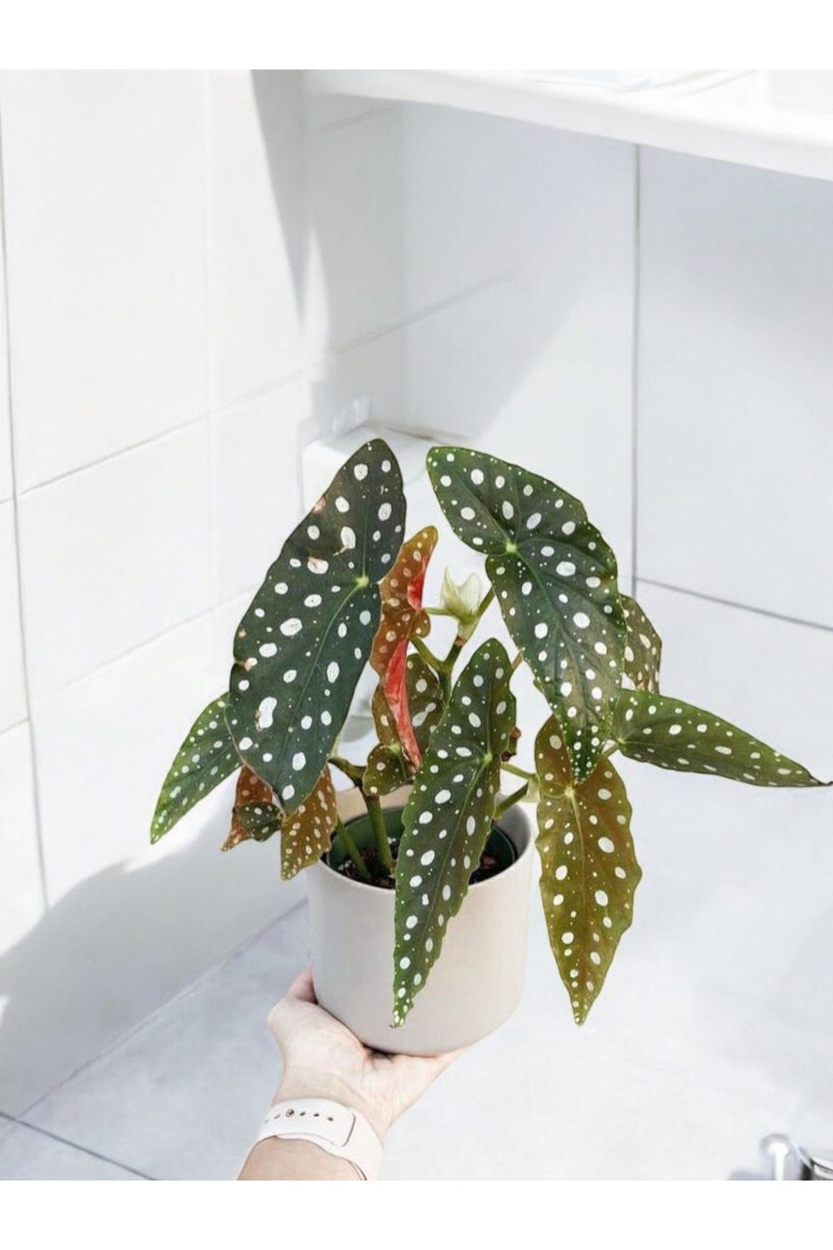 Banyo bitkisi çilli begonya dekoratif saksıda