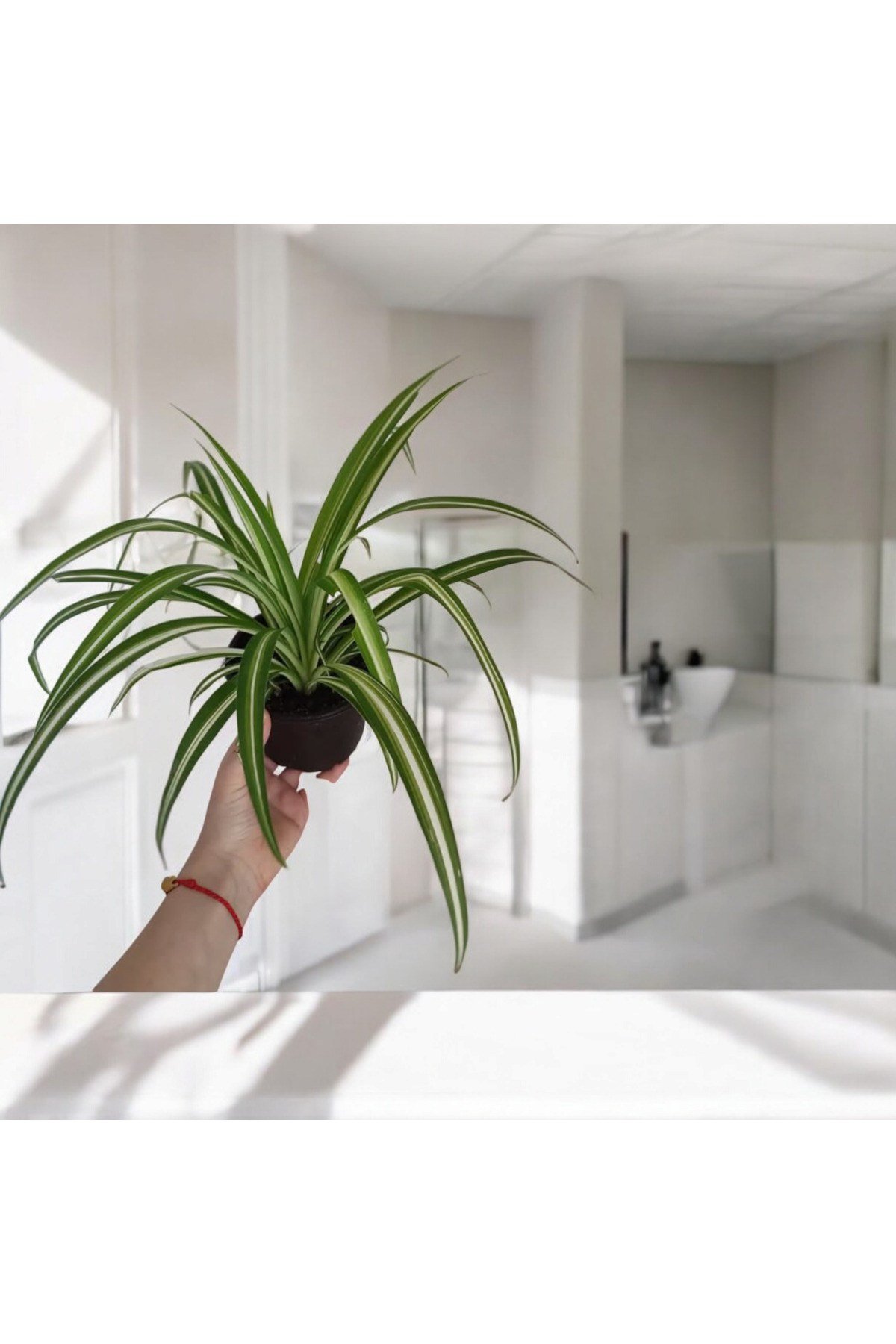 Banyo Bitkisi Kurdele Çiçeği 12 cm çap saksıda No2