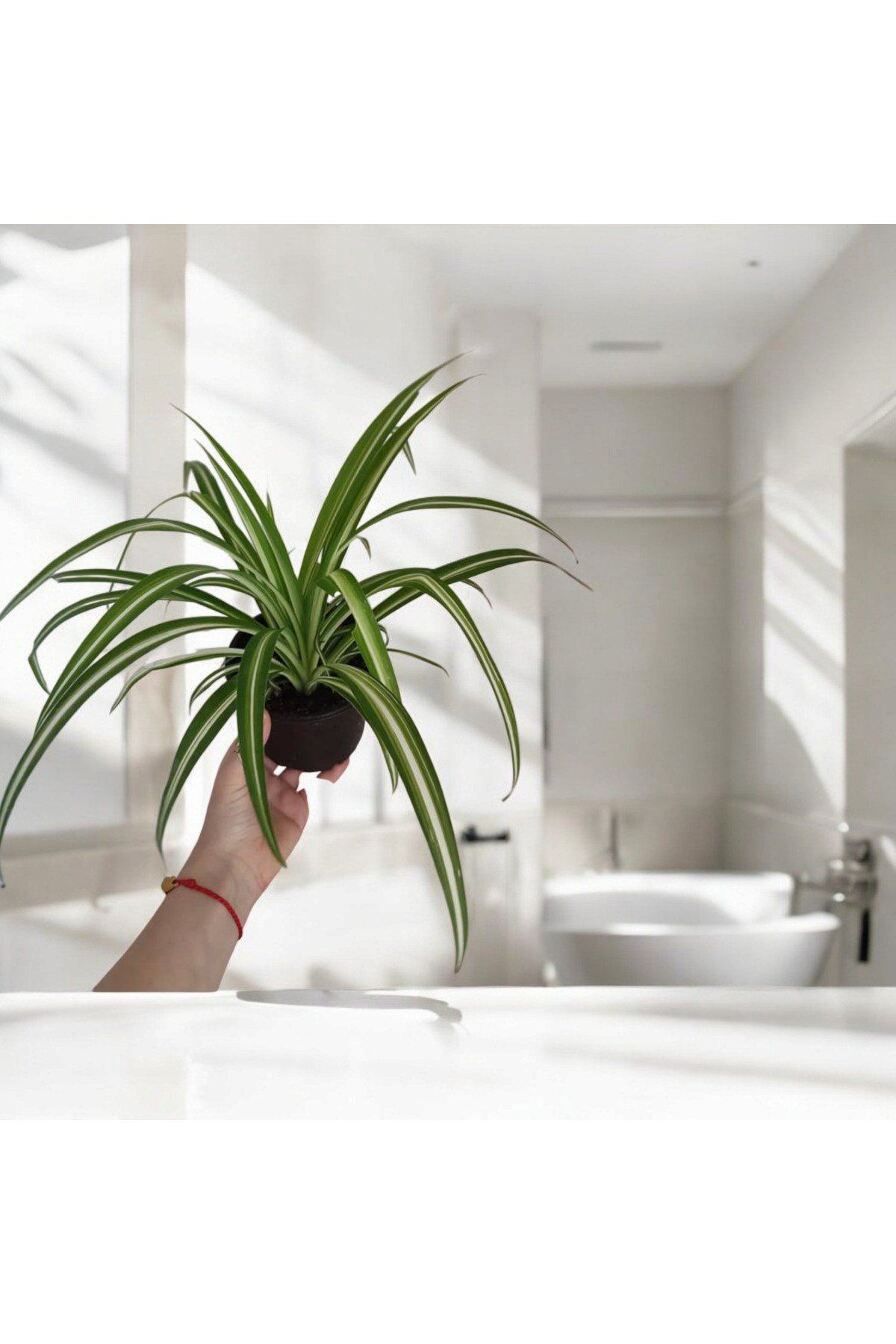 Banyo Bitkisi Kurdele Çiçeği 12 cm çap saksıda No2