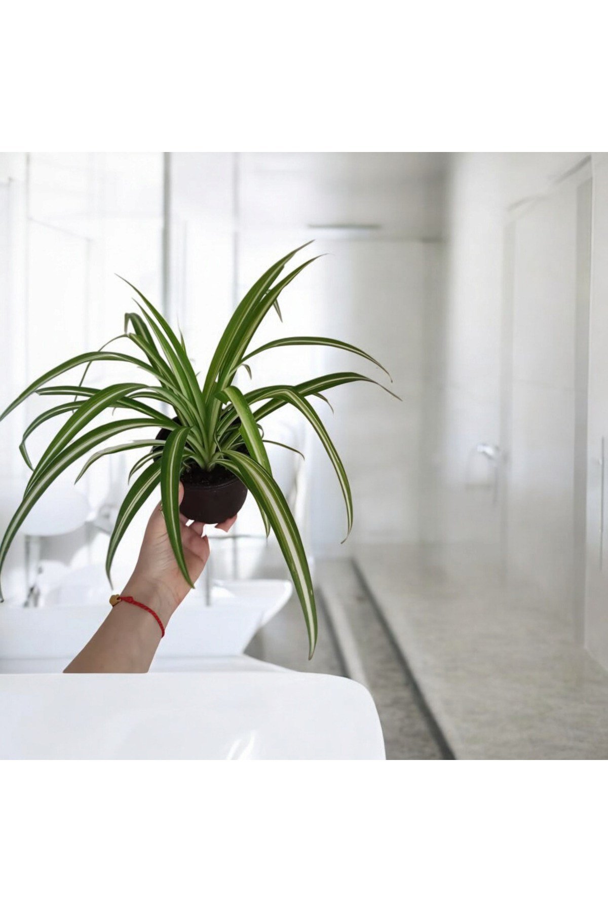 Banyo Bitkisi Kurdele Çiçeği 12 cm çap saksıda No2