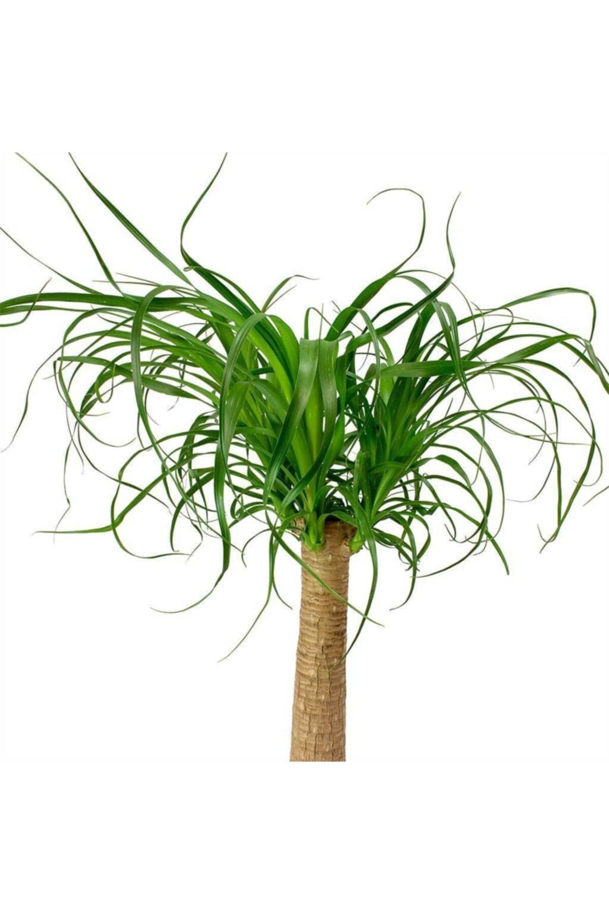 Beaucarnea Nolina Recurvata - Fil Ayağı Bitkisi 80 Cm