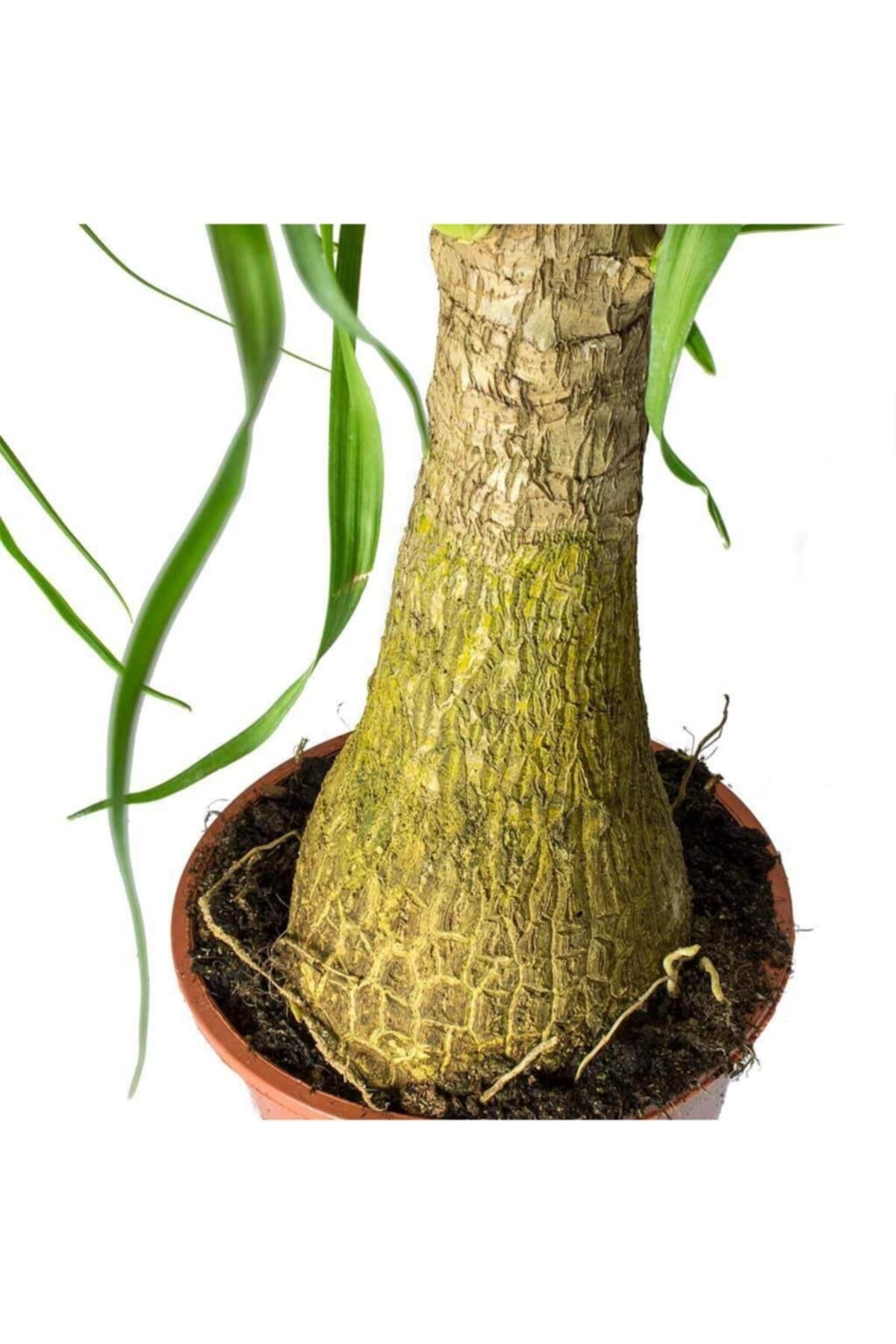 Beaucarnea Nolina Recurvata - Fil Ayağı Bitkisi 80 Cm