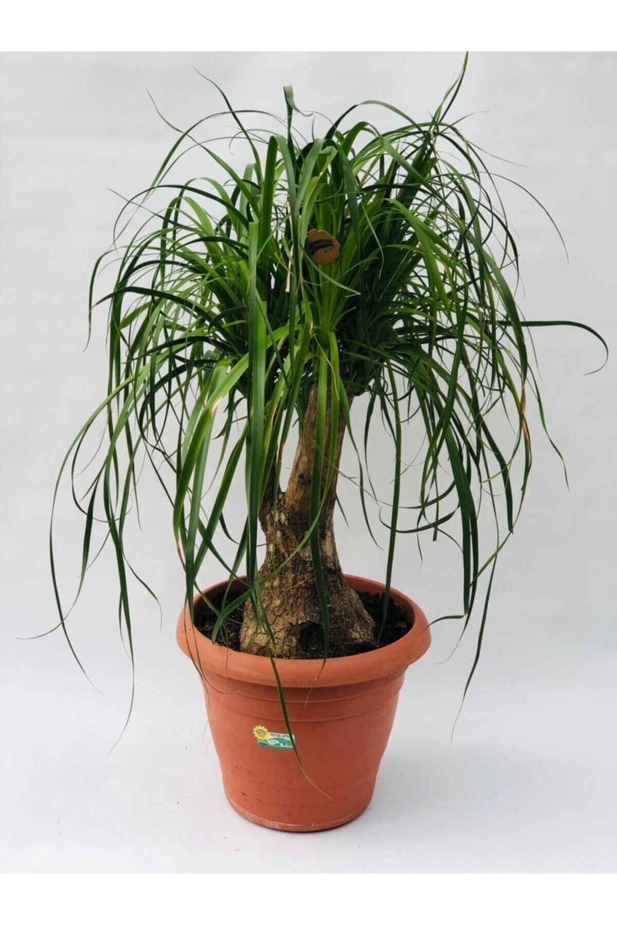 Beaucarnea Recurvata Nolina Bitkisi