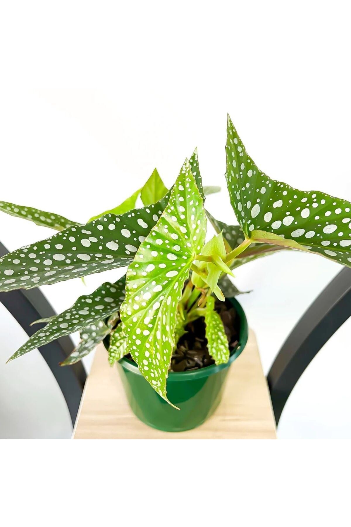Begonia Angel Wings - Çilli Begonya 30-40 cm