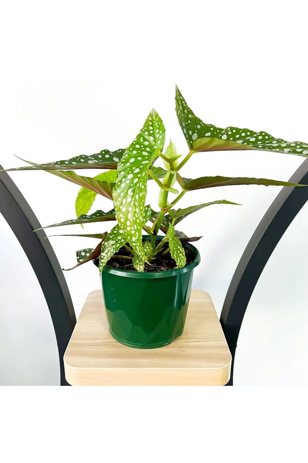 Begonia Angel Wings - Çilli Begonya 30-40 cm