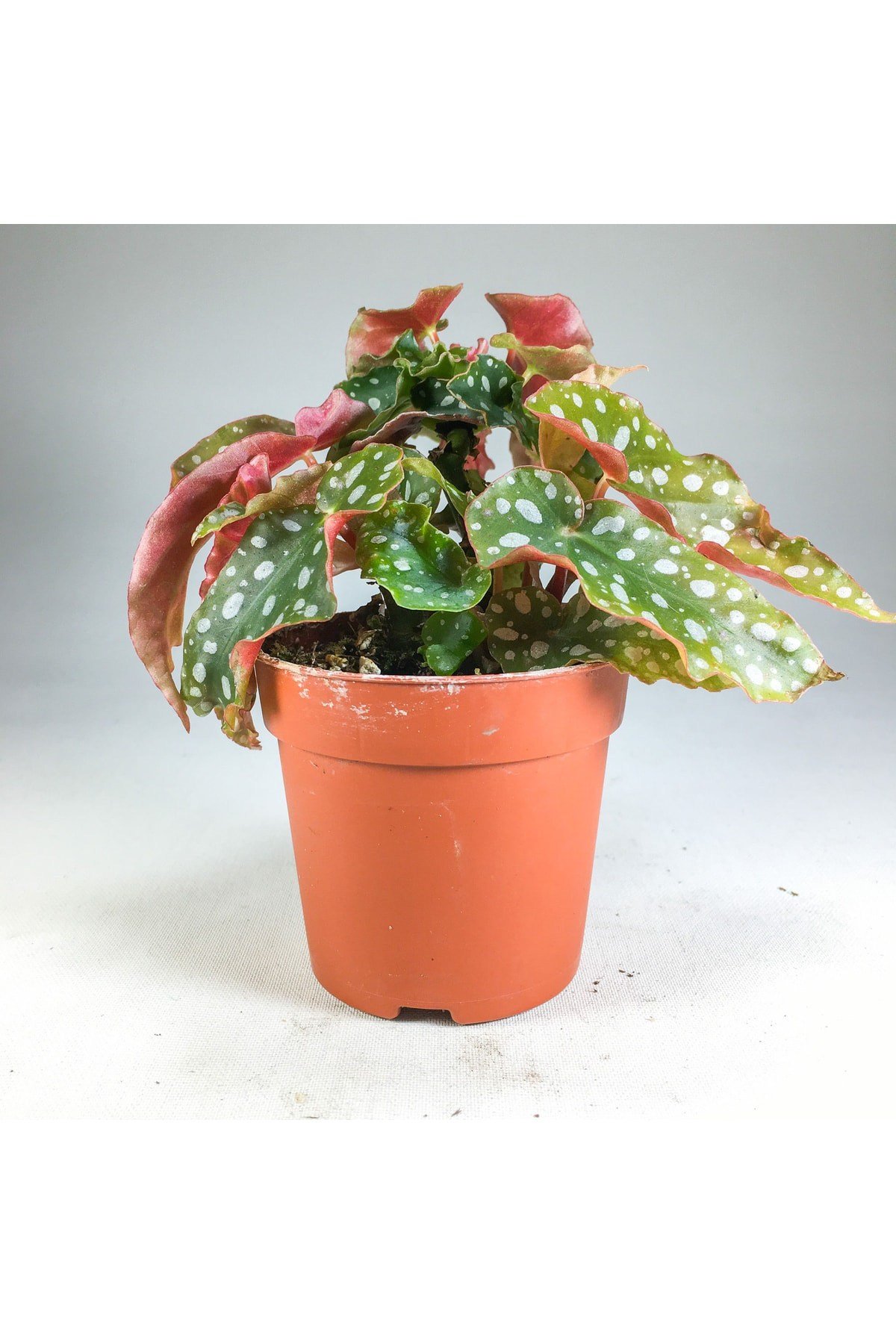 Begonia Maculata Çilli Begonya (7 Cm Saksıda) Nadir Sıra Dışı Kaktüs, Sukulent Ve Bitkiler