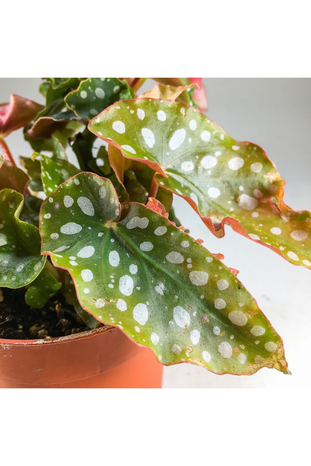 Begonia Maculata Çilli Begonya (7 Cm Saksıda) Nadir Sıra Dışı Kaktüs, Sukulent Ve Bitkiler