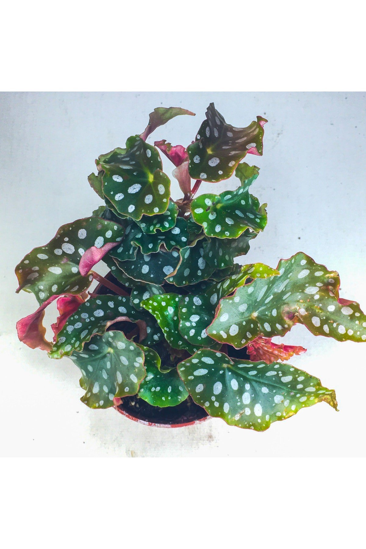 Begonia Maculata Çilli Begonya (7 Cm Saksıda) Nadir Sıra Dışı Kaktüs, Sukulent Ve Bitkiler