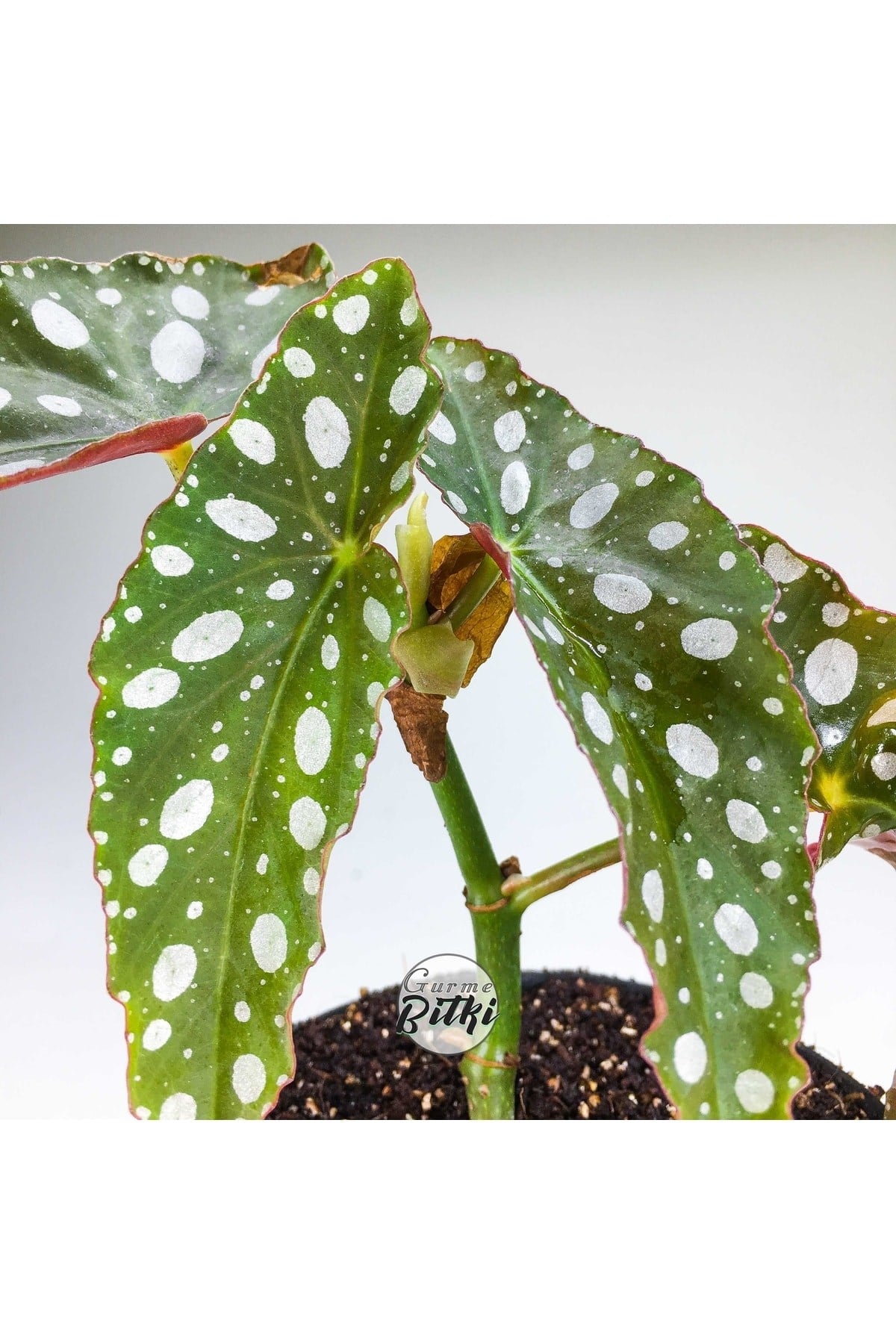 Begonia Maculata Çilli Begonya (8.5 Cm Saksıda) Nadir Begonya Türü