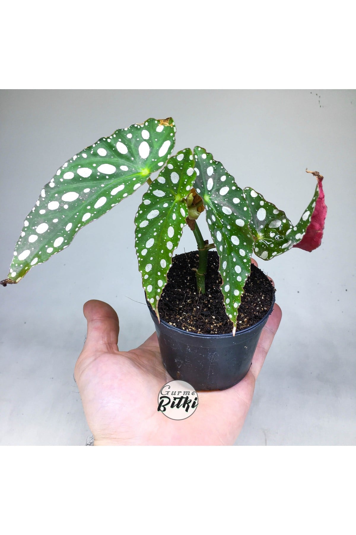 Begonia Maculata Çilli Begonya (8.5 Cm Saksıda) Nadir Begonya Türü