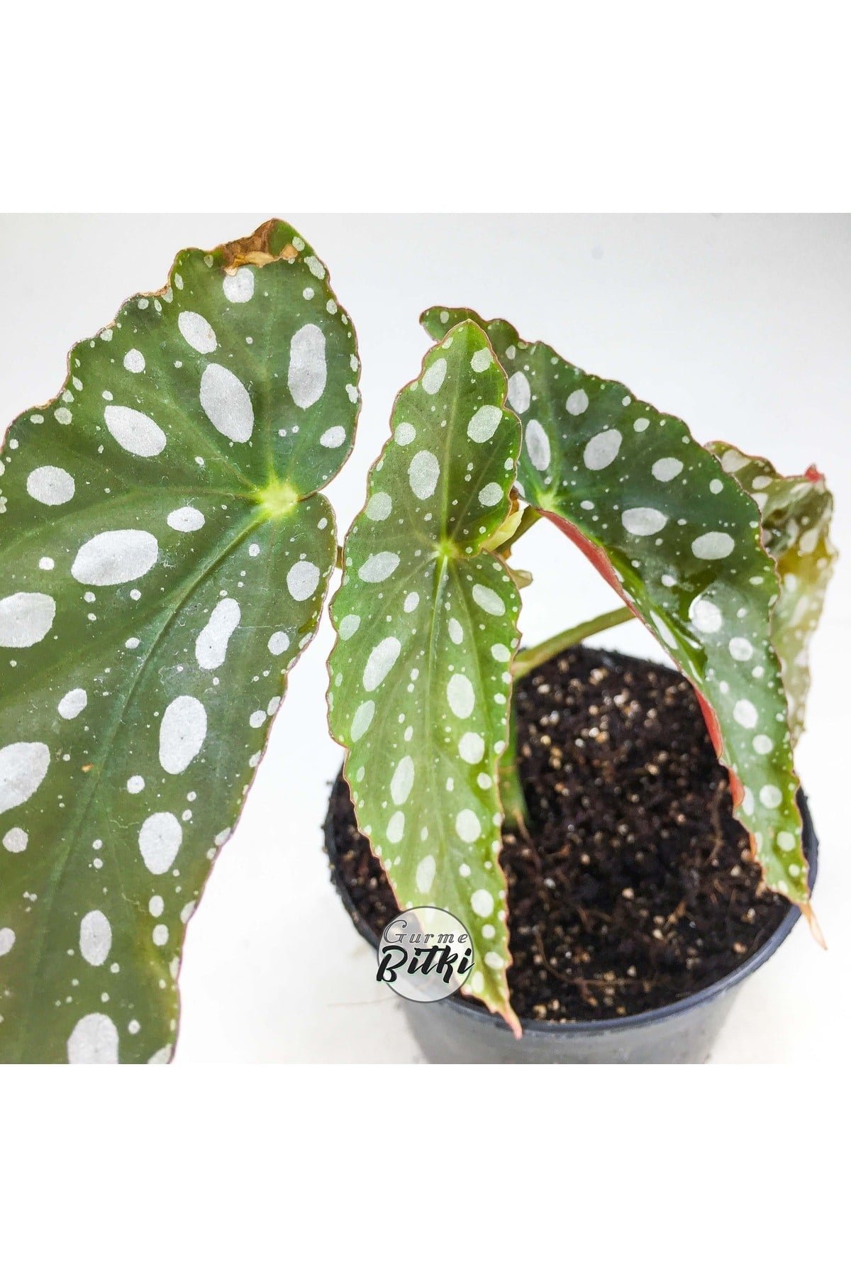 Begonia Maculata Çilli Begonya (8.5 Cm Saksıda) Nadir Begonya Türü